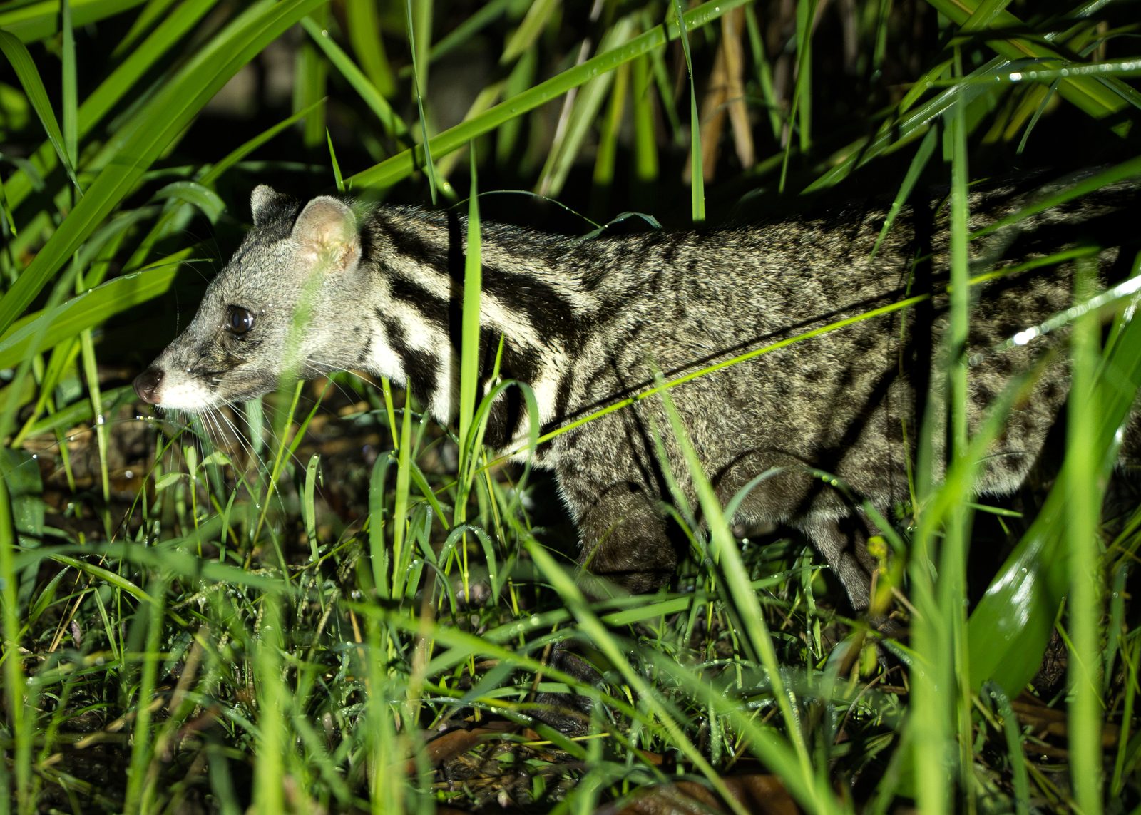 Civet moving through tall grass