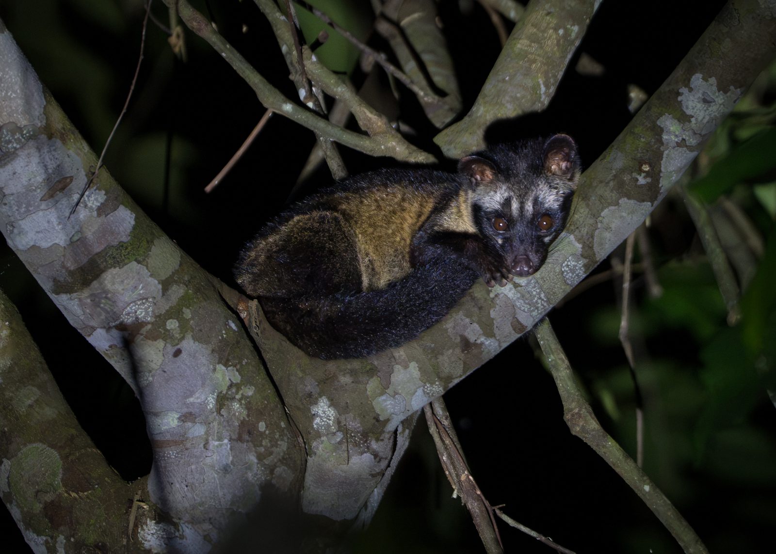 Civet photographed at night