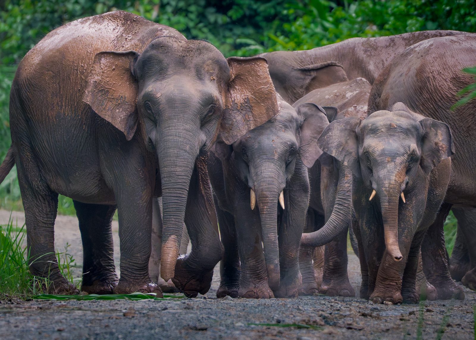 Bornean pygmy elephant herd along the riverbank