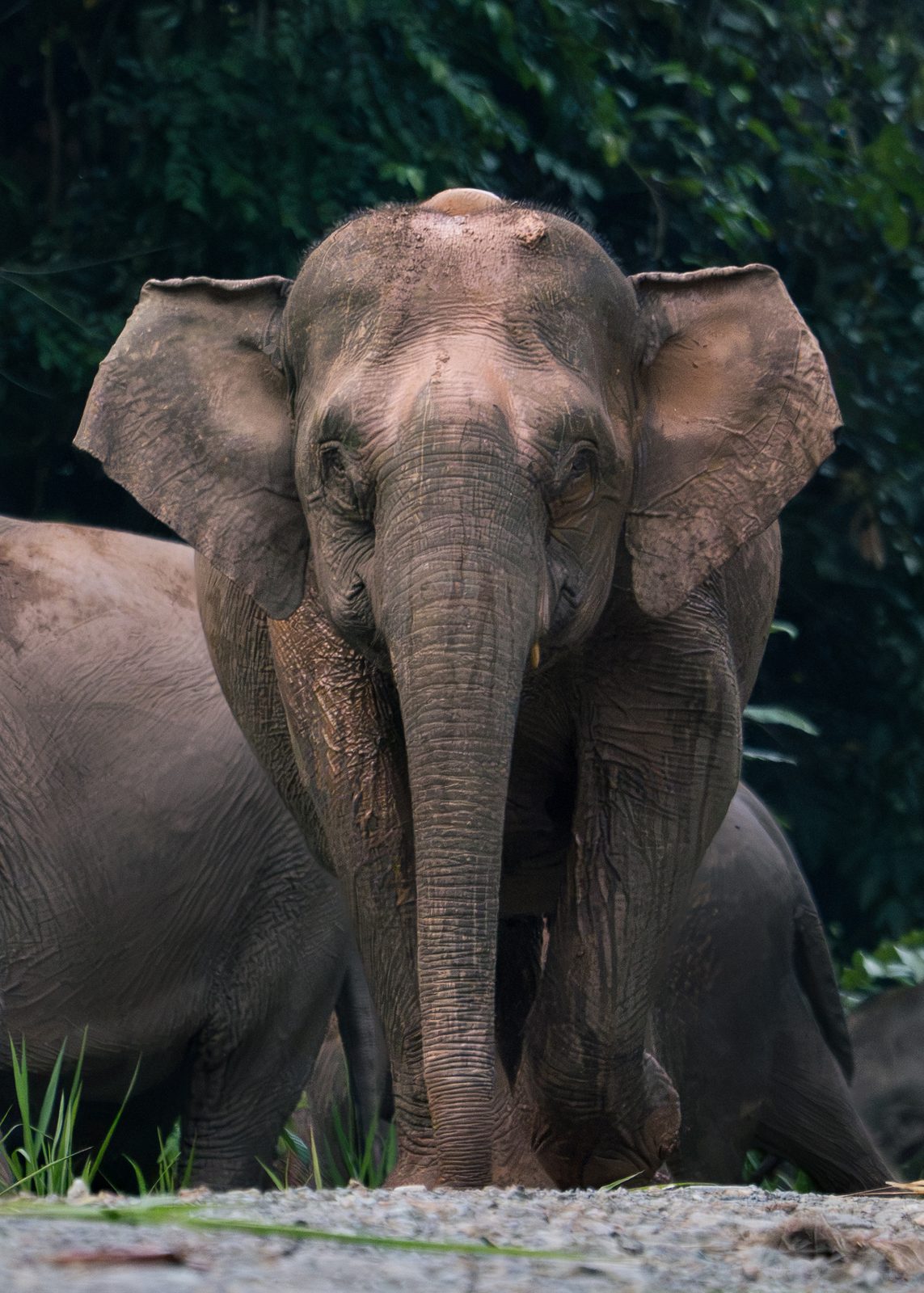 Bornean pygmy elephant, close portrait