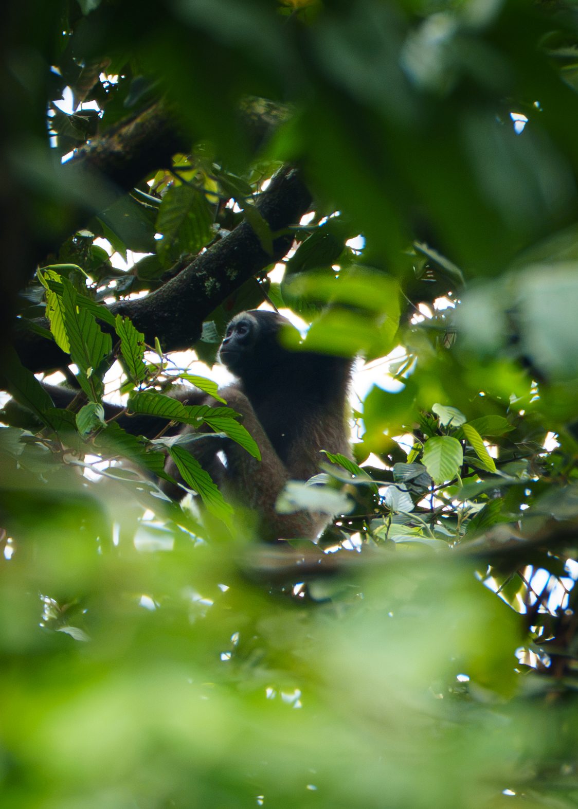 Monkey partly hidden behind foreground leaves