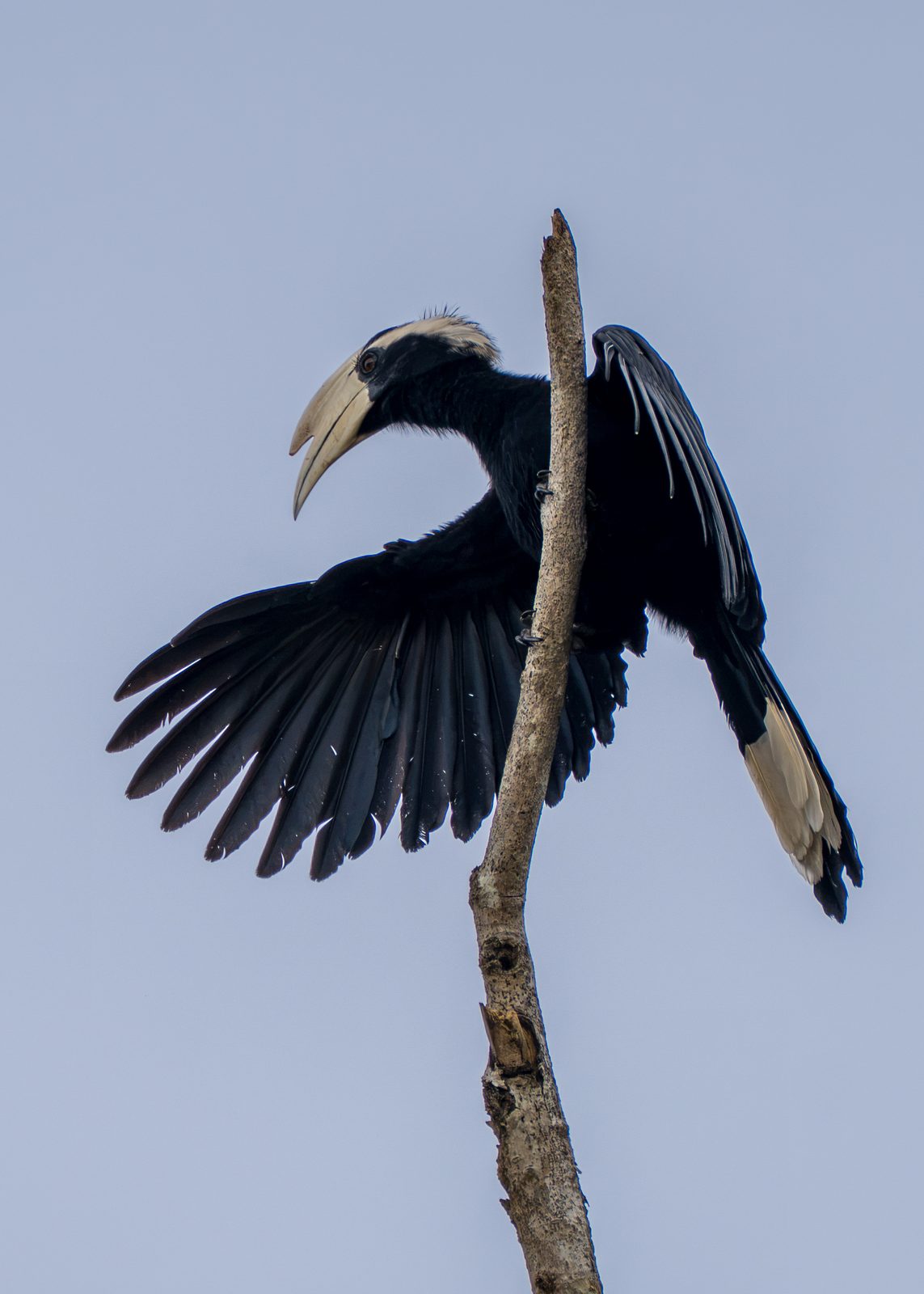 Hornbill in flight, wings fully spread
