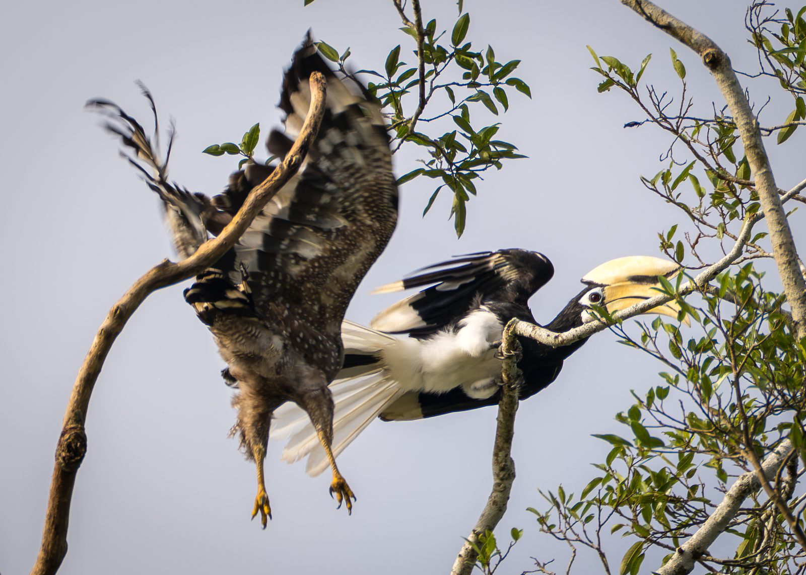 Two hornbills interacting mid-air
