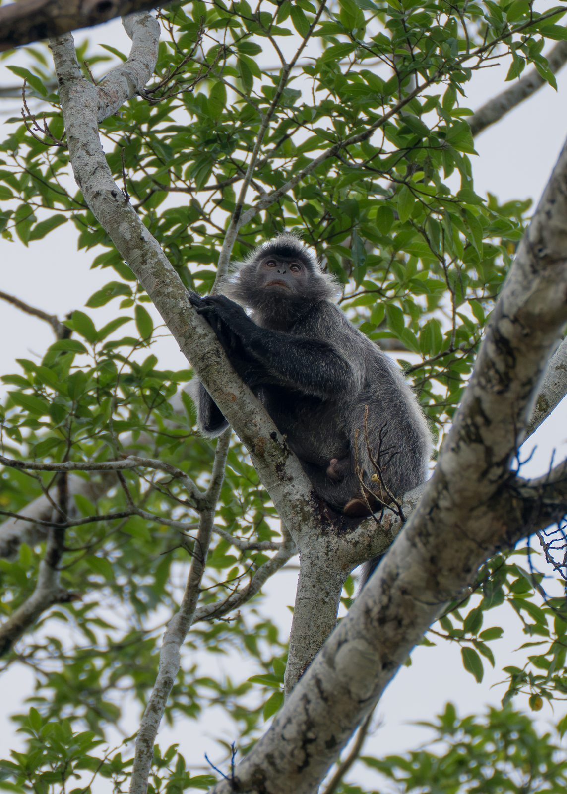 Silvered langur sitting in a tree