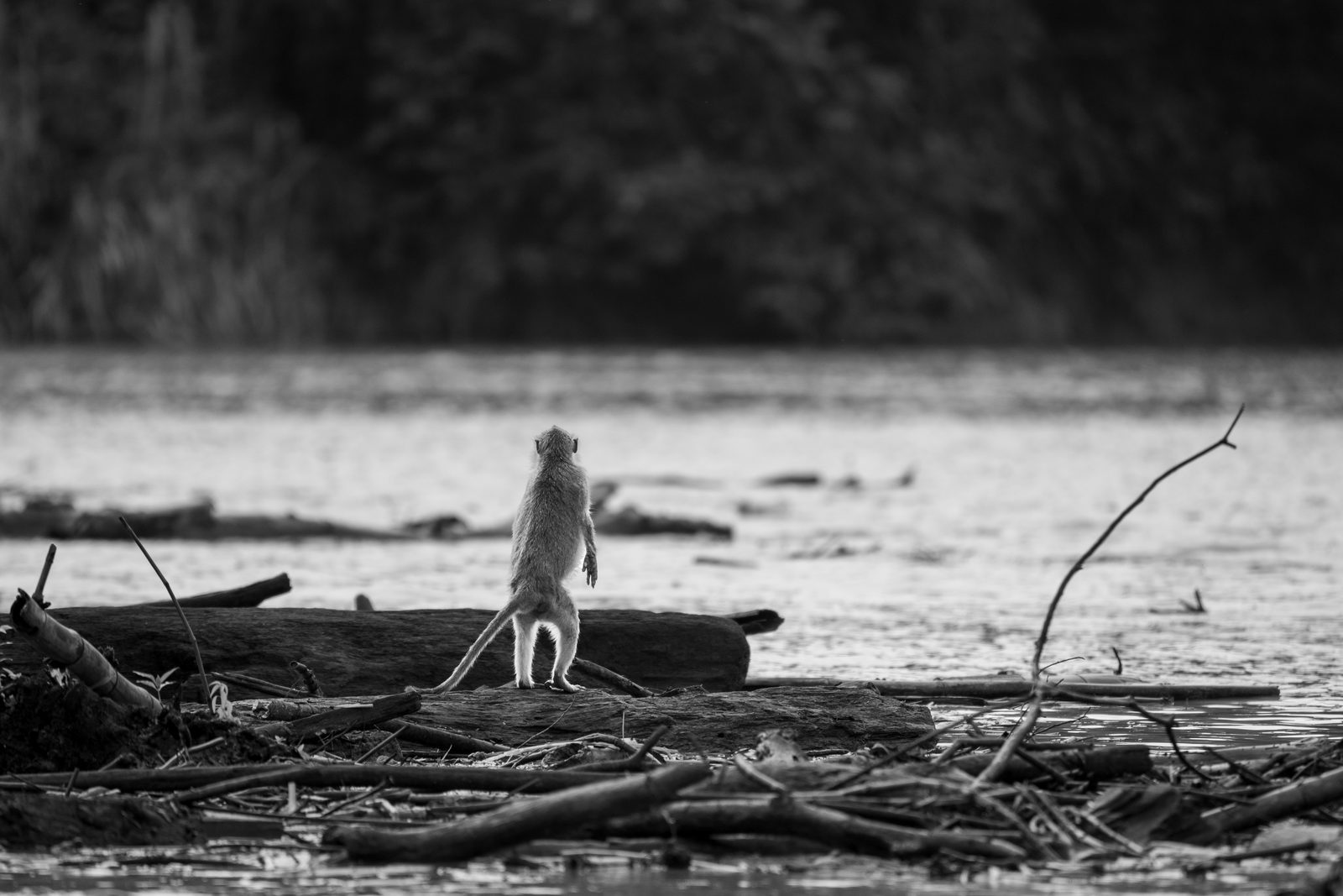 Macaque standing on driftwood in the river, black and white