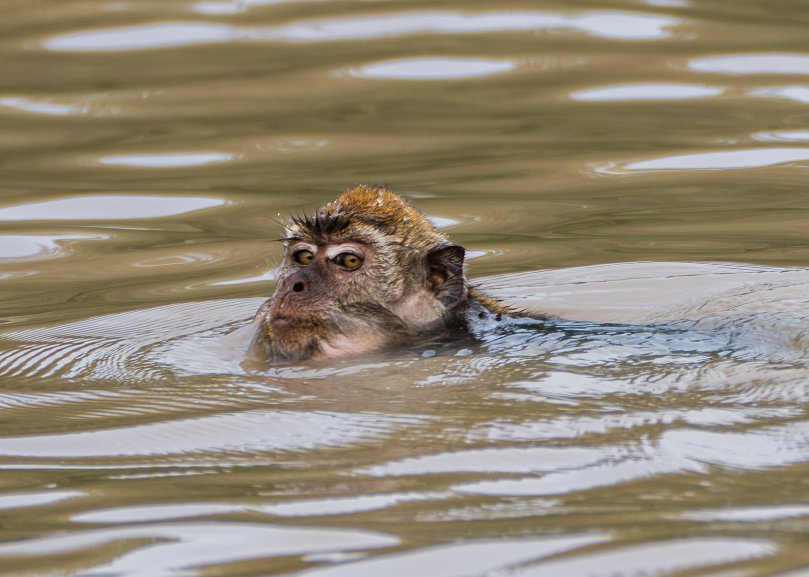 Macaque swimming across a river