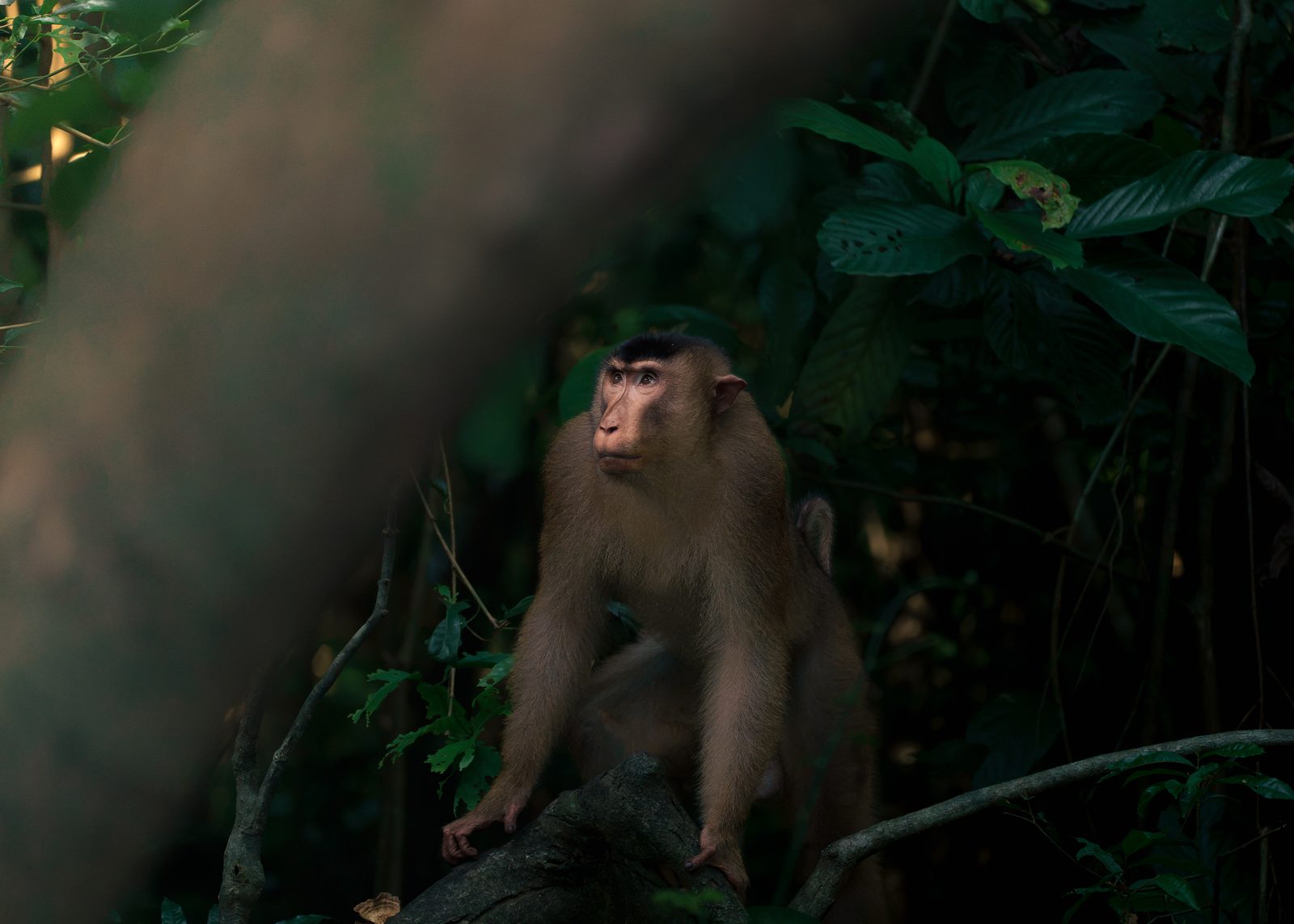Macaque sitting in a tree