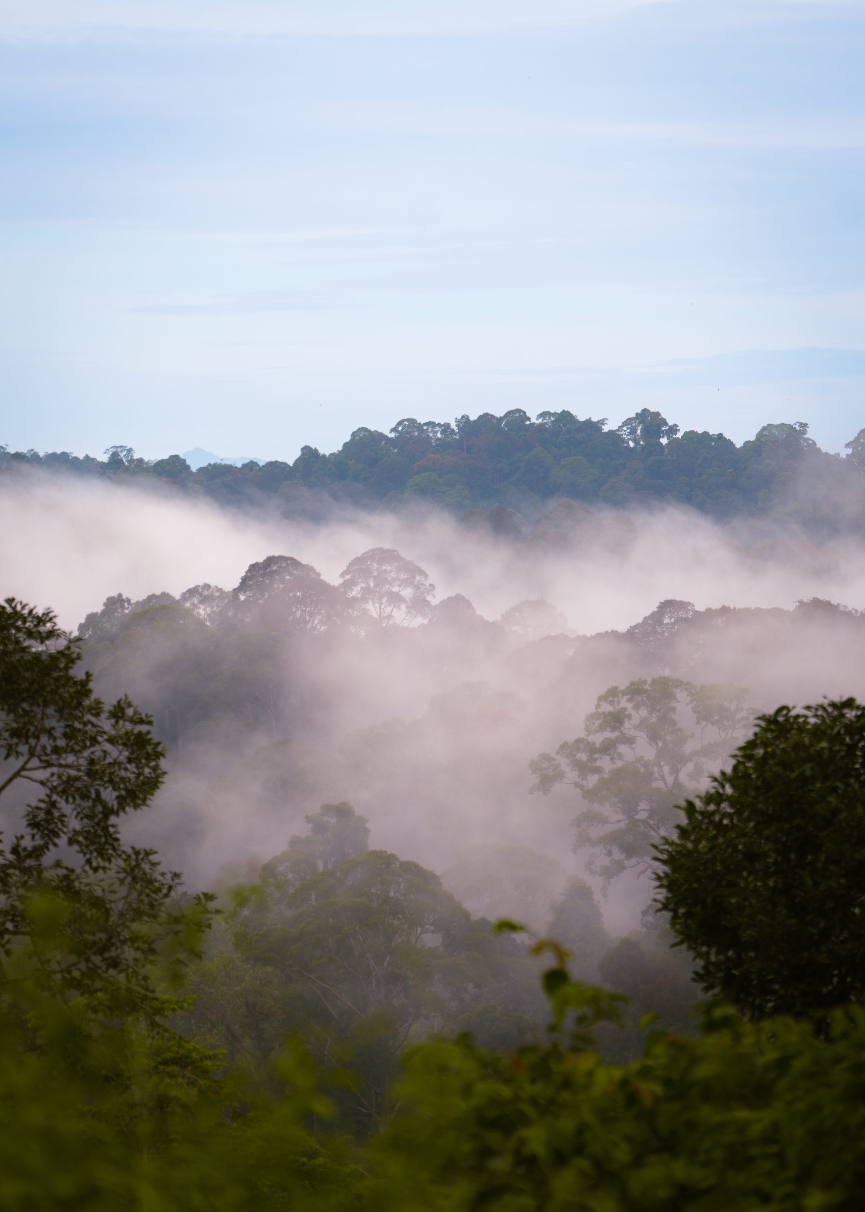 Mist rising over the rainforest canopy at dawn
