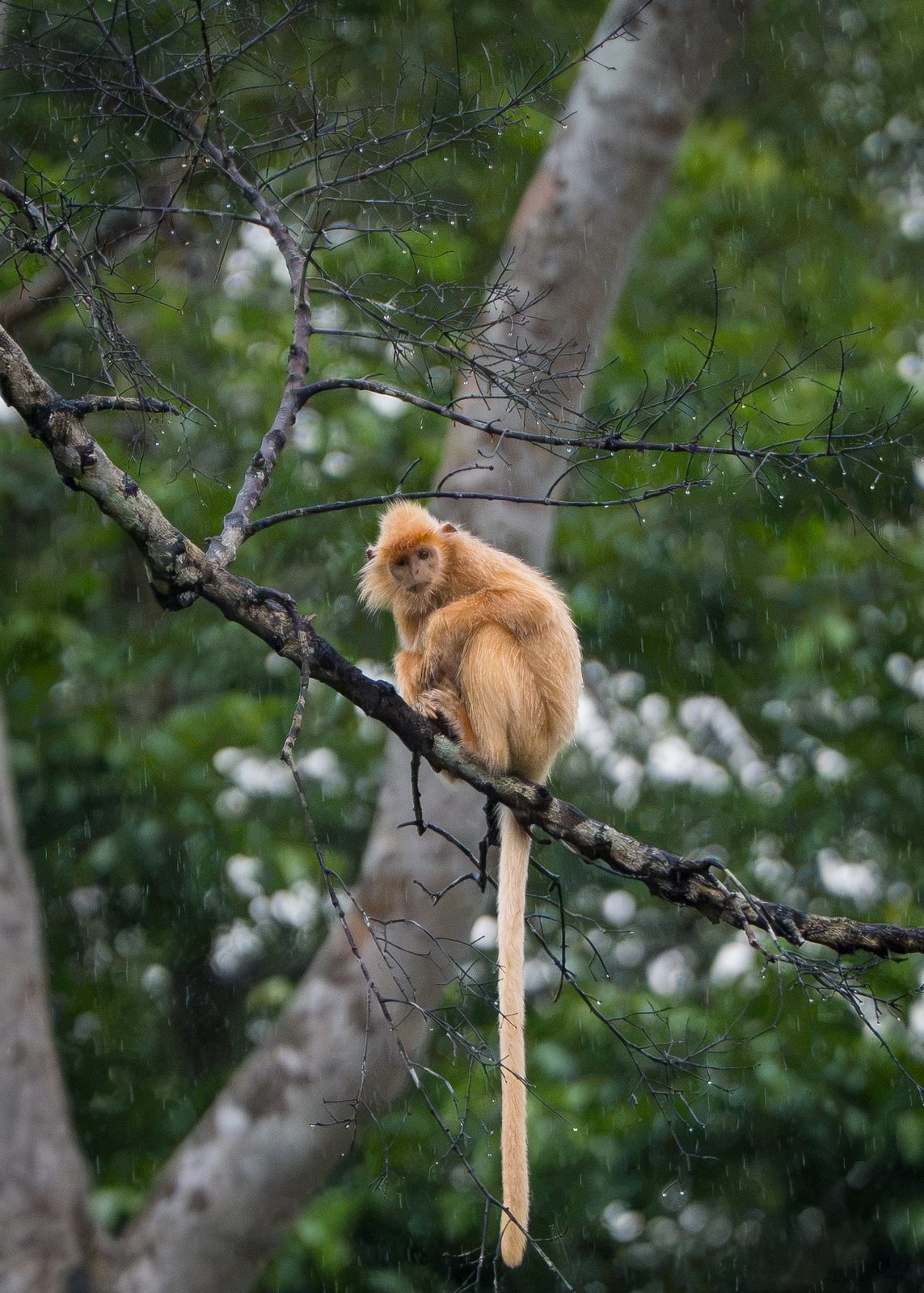 Young monkey resting on a branch