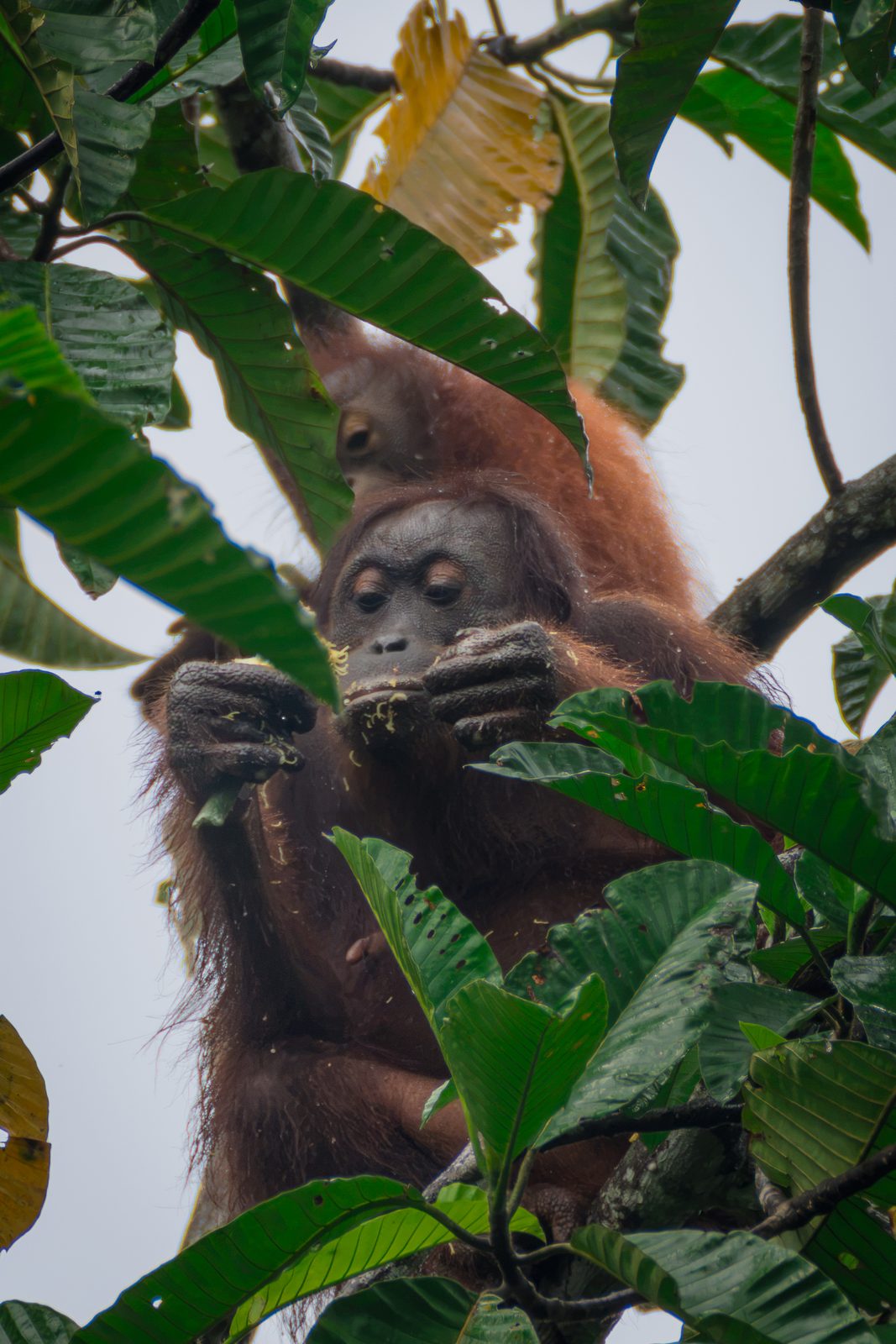 Orangutan mother and baby feeding in a tree