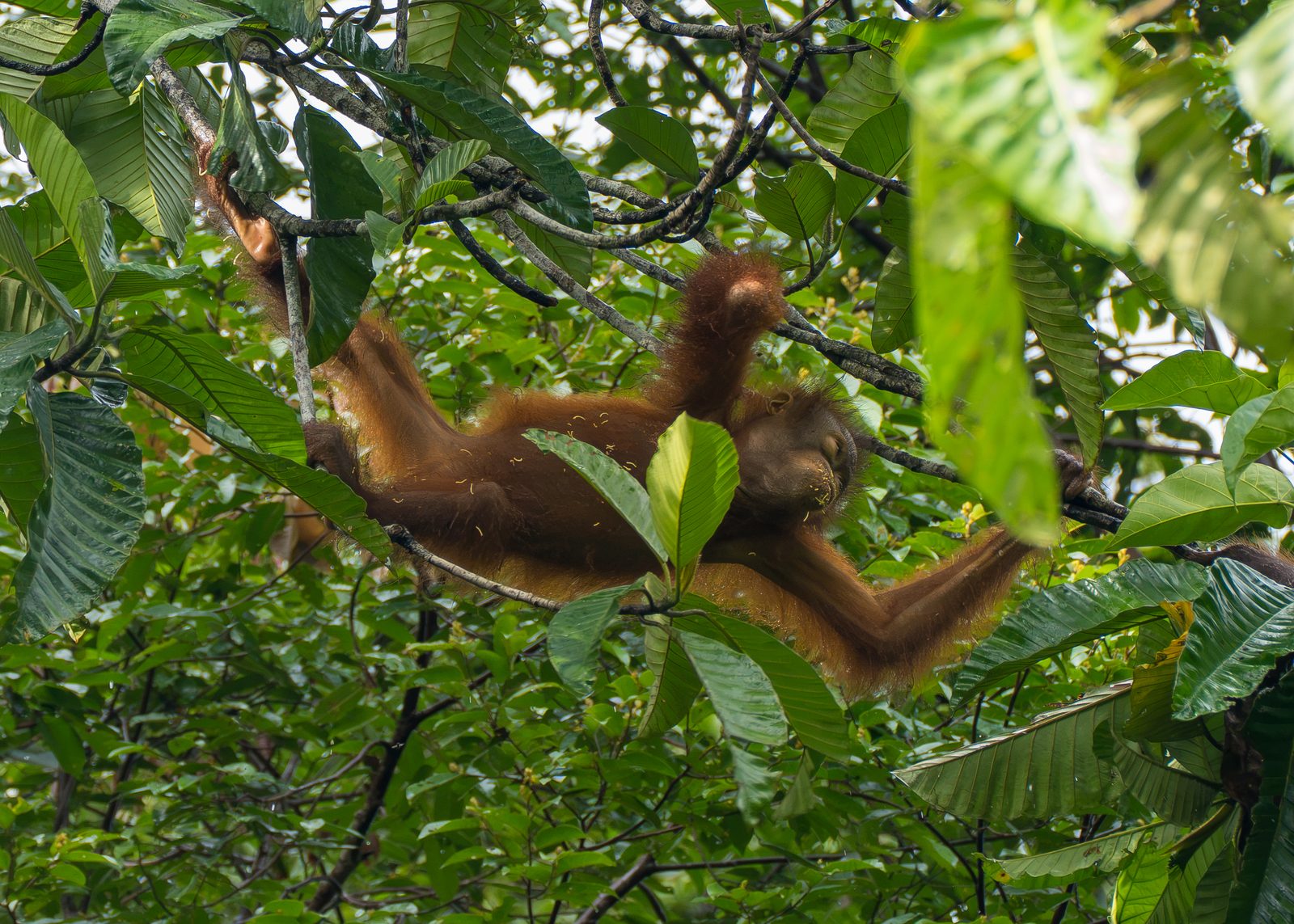 Orangutan climbing through the canopy