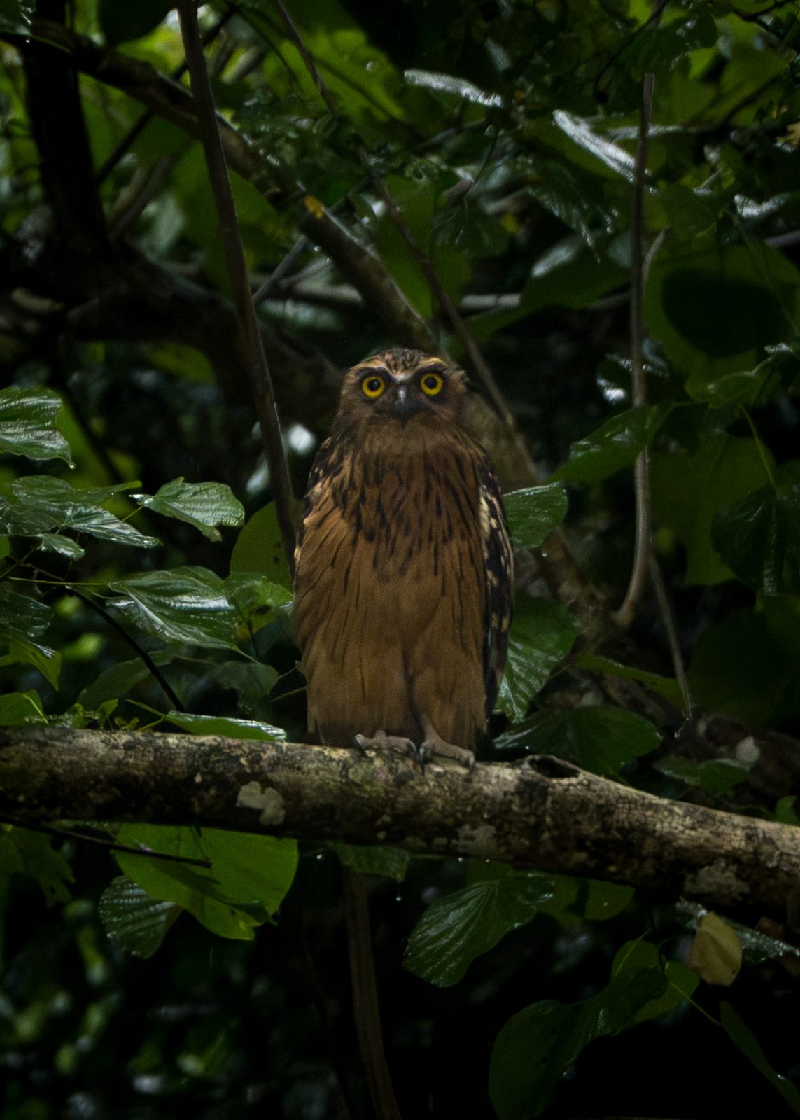 Owl perched in the undergrowth, looking at the camera