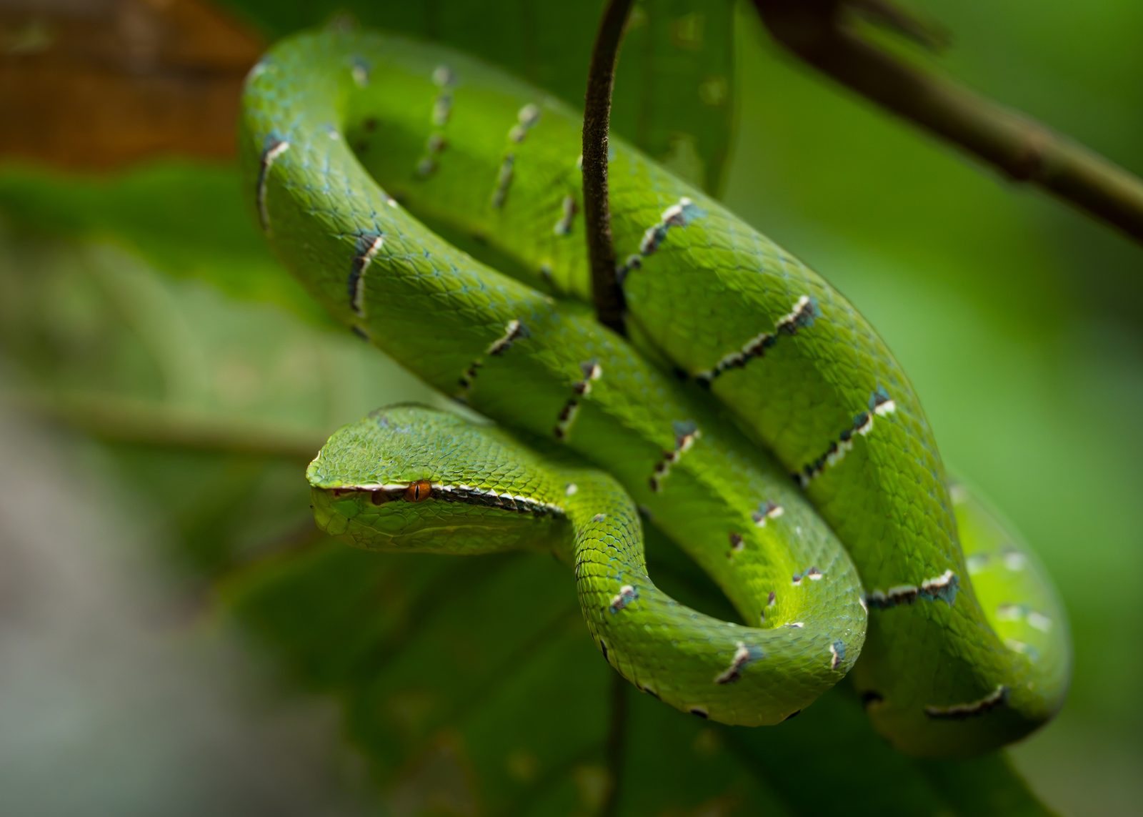 Green pit viper coiled on a branch