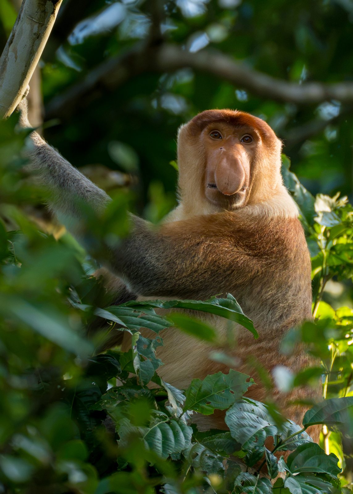Proboscis monkey portrait in the trees