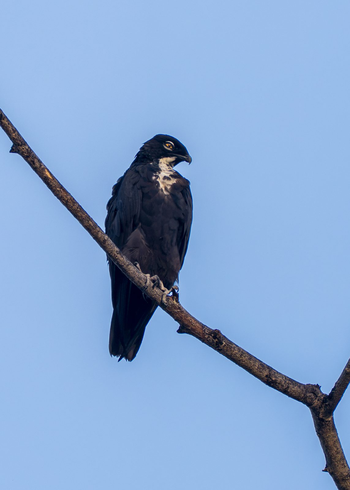 Bird of prey perched on a branch