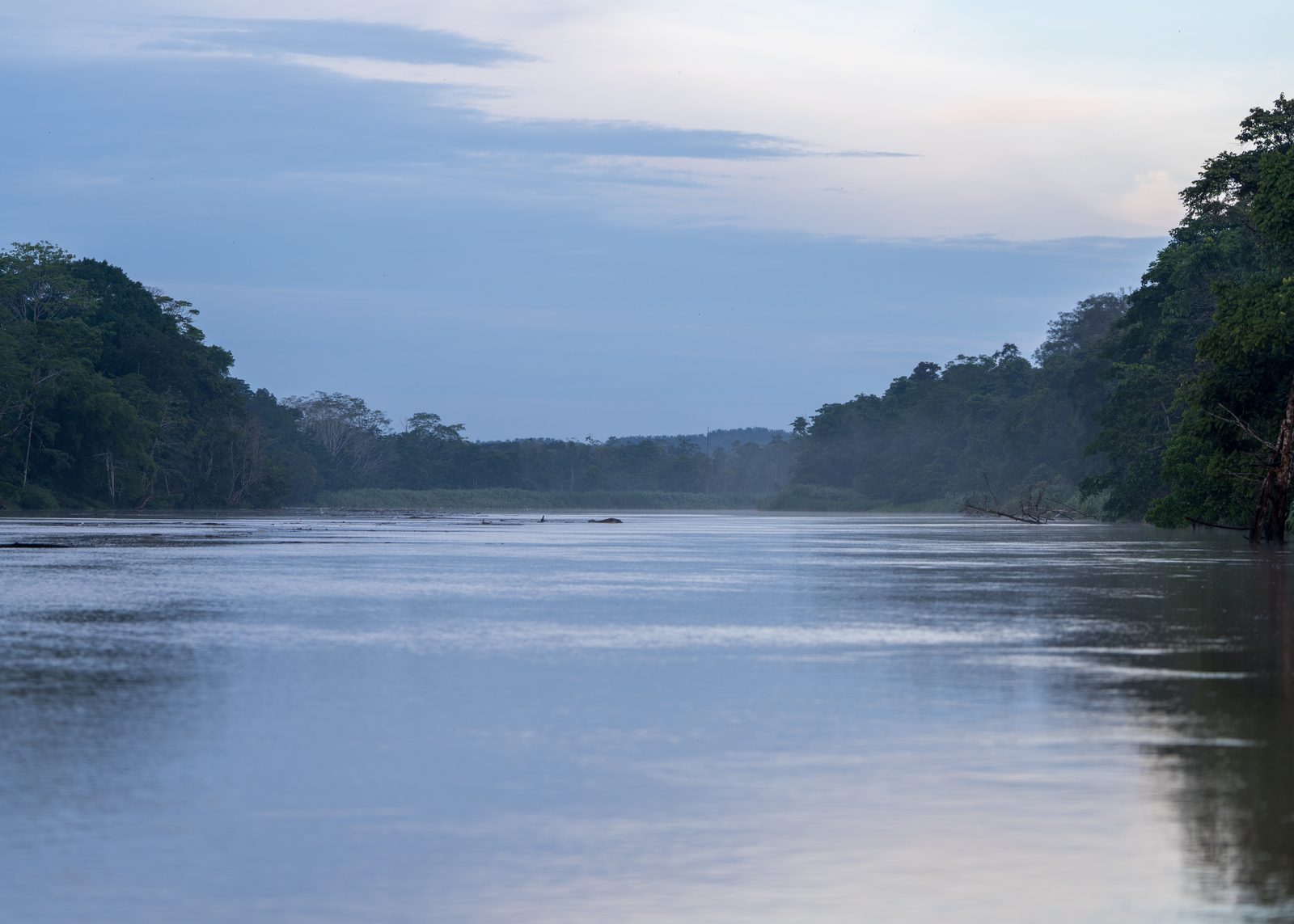 River through the rainforest at dusk
