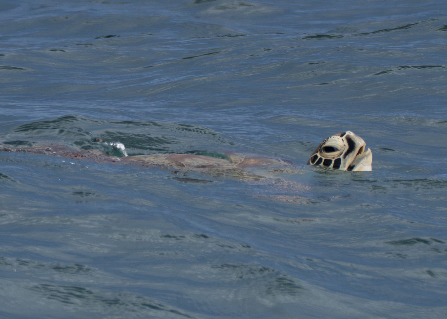 Turtle swimming at the river's surface