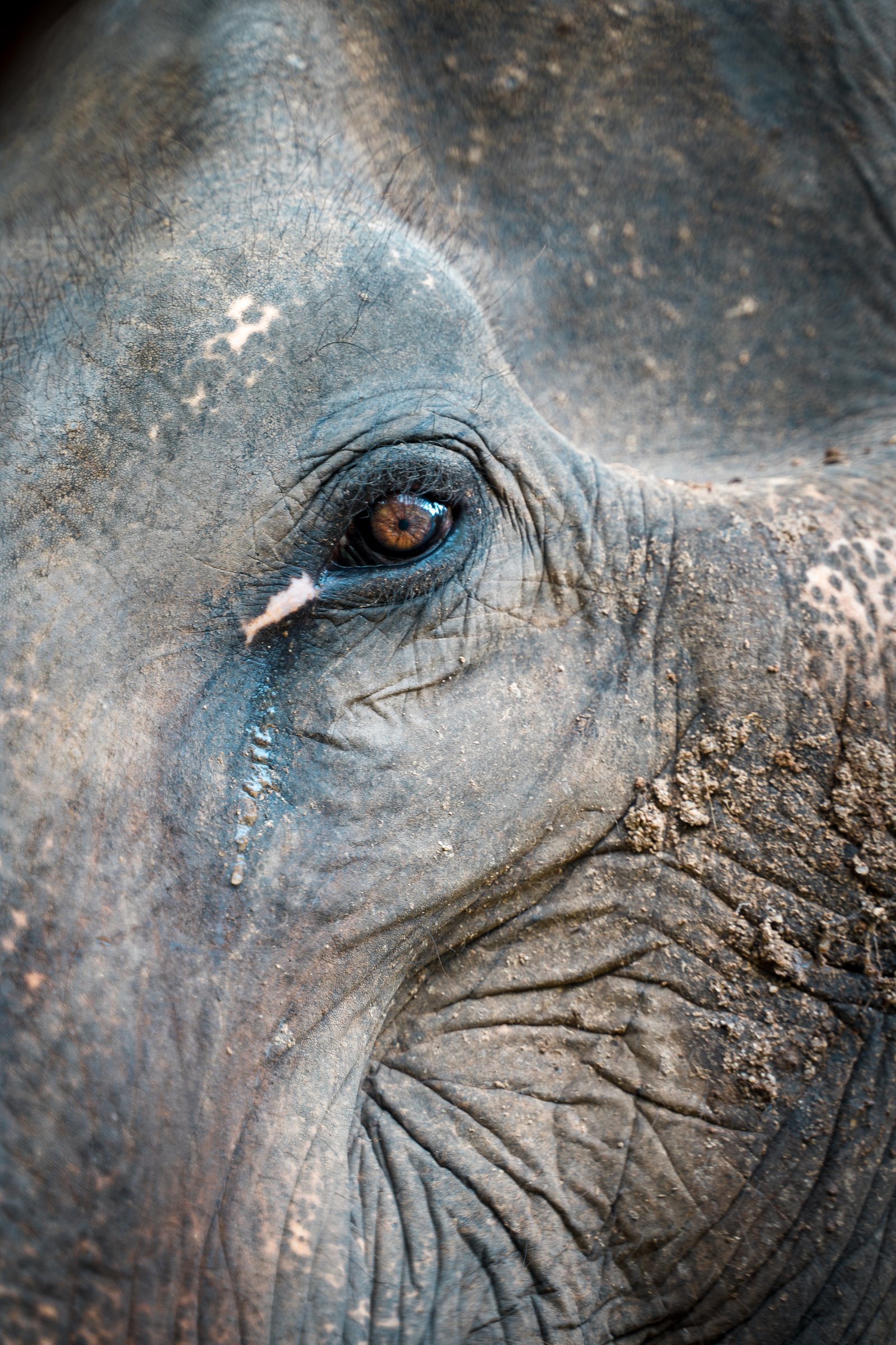 Close-up of an elephant's eye and wrinkled skin