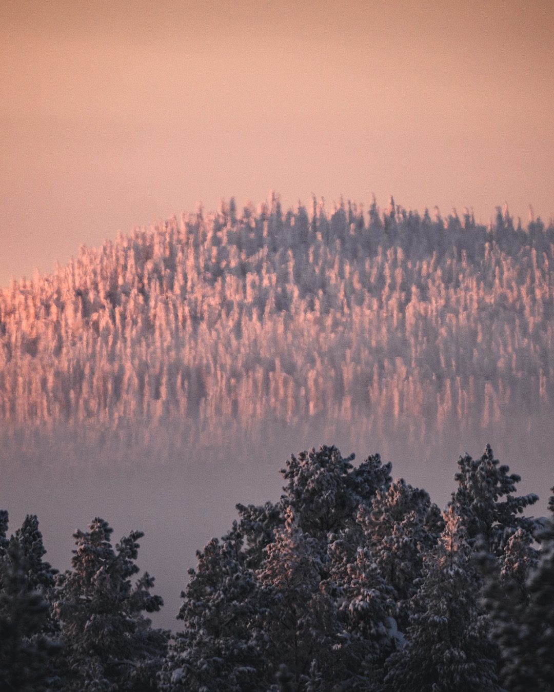 Misty forested hillside at dawn
