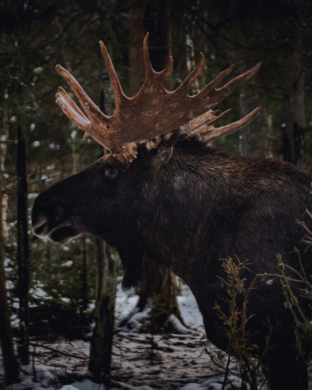 Moose, close portrait with full antlers