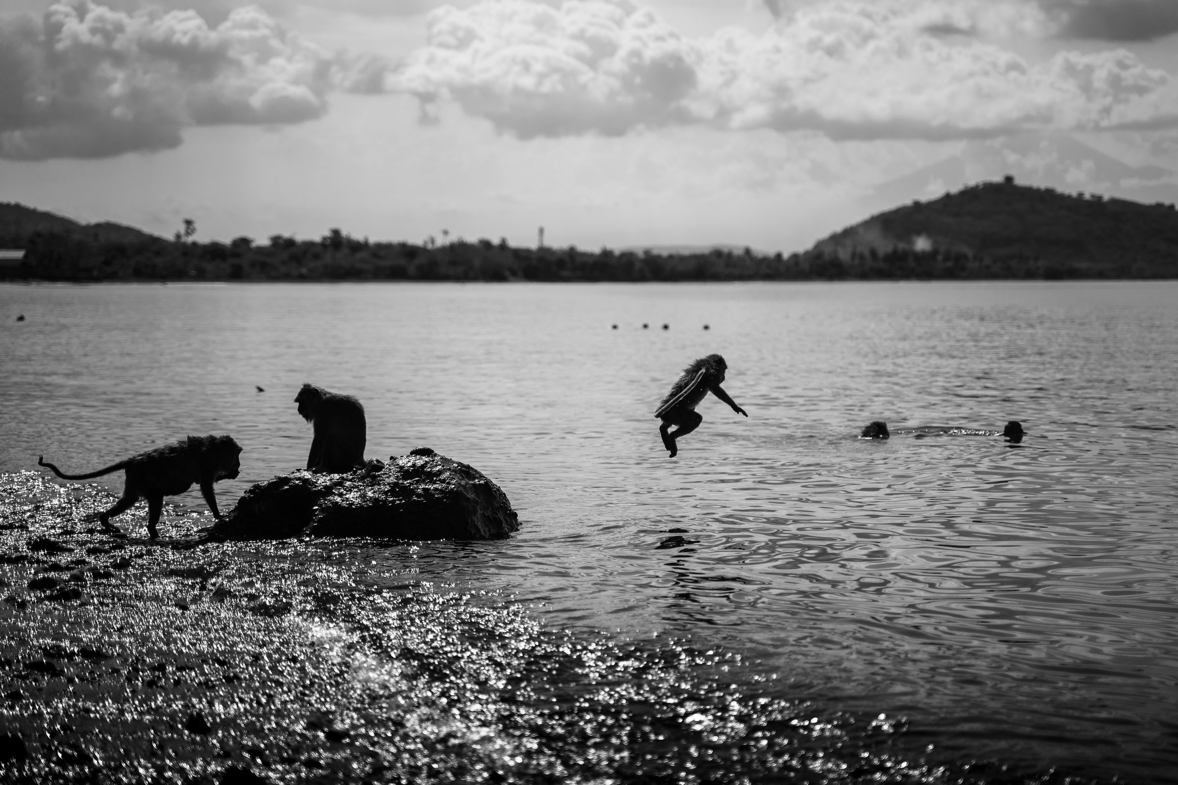 Long-tailed macaques by the water, one mid-jump, black and white