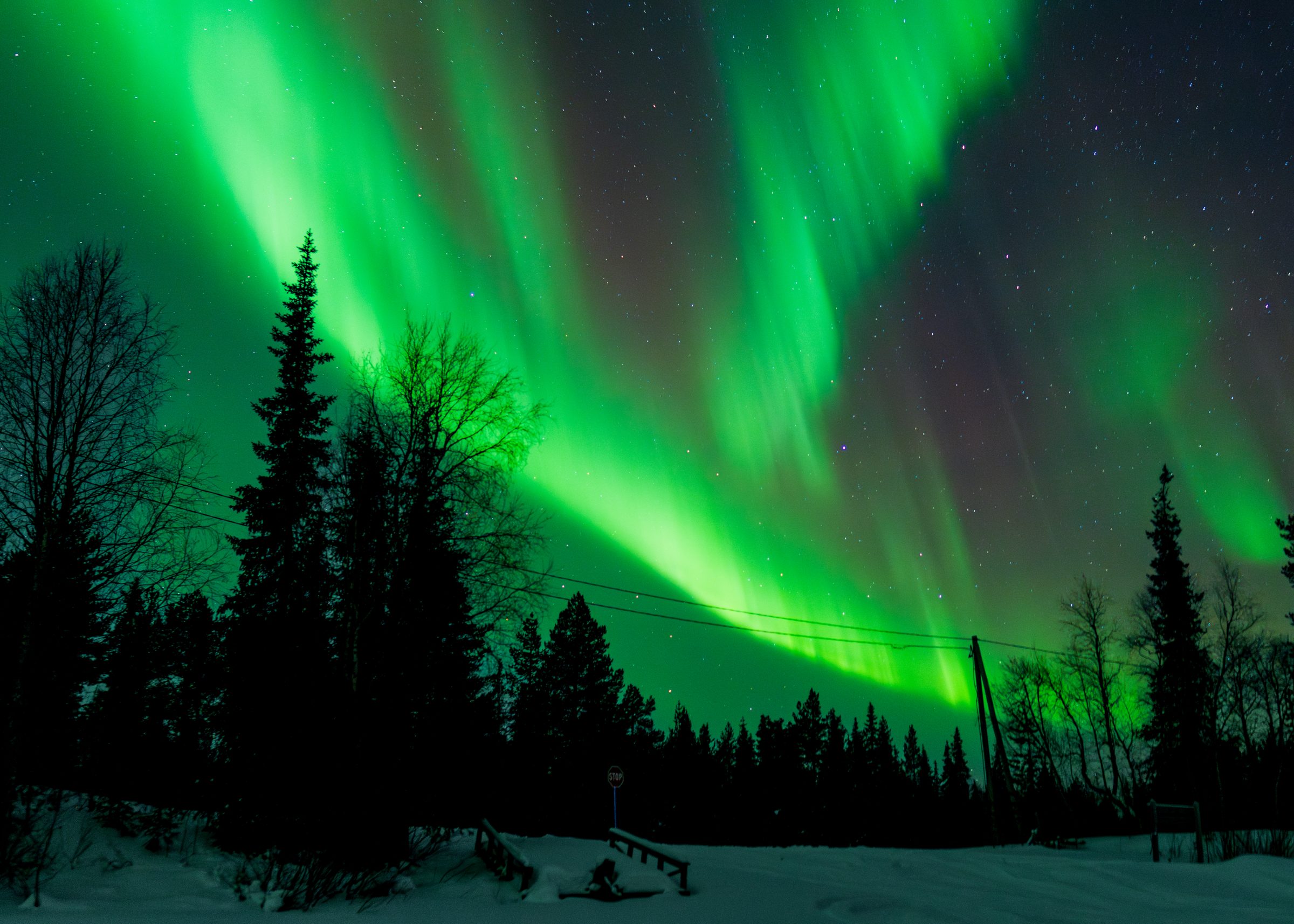 Northern lights over a silhouette of pine forest