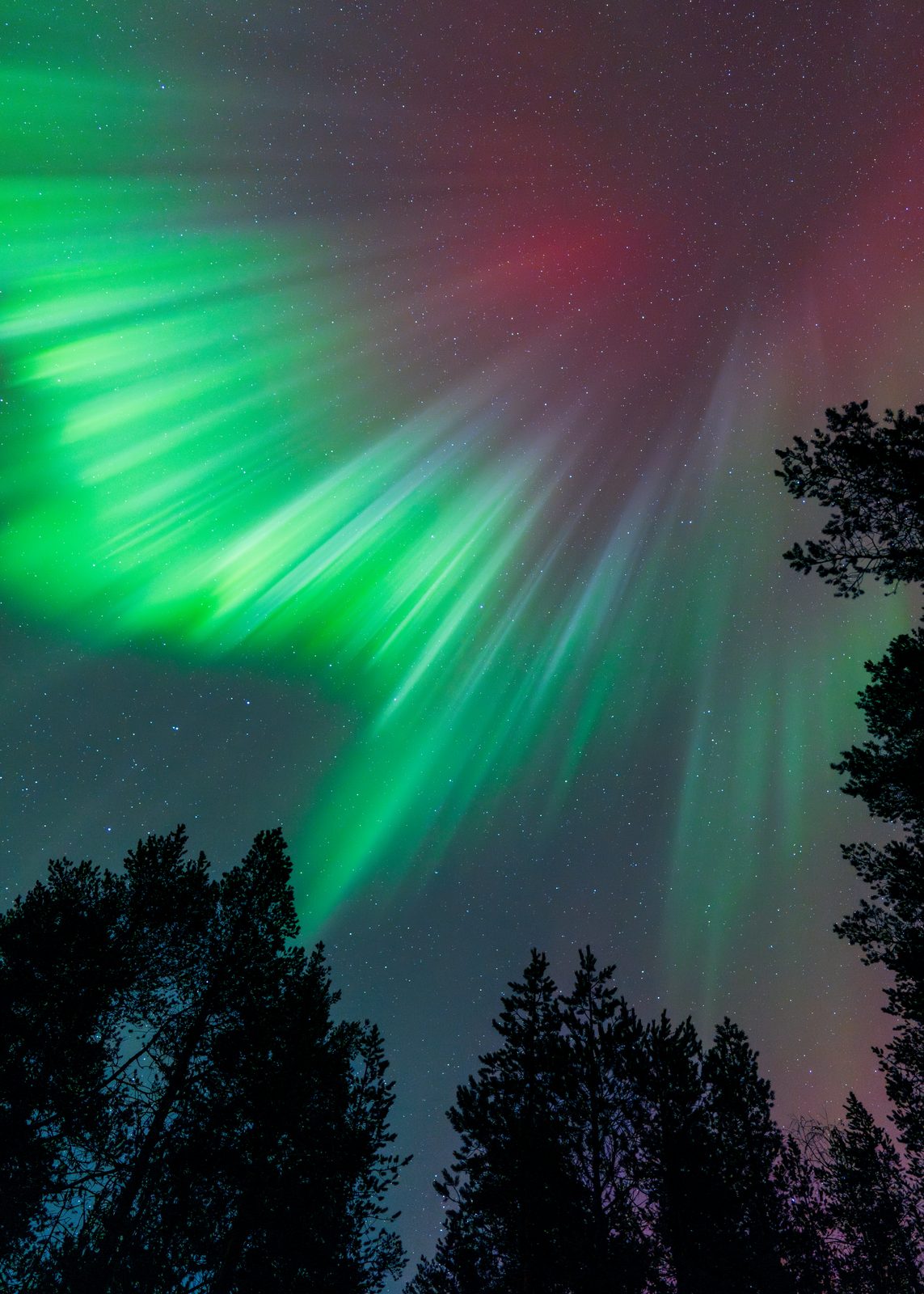 Vertical burst of northern lights over silhouetted trees
