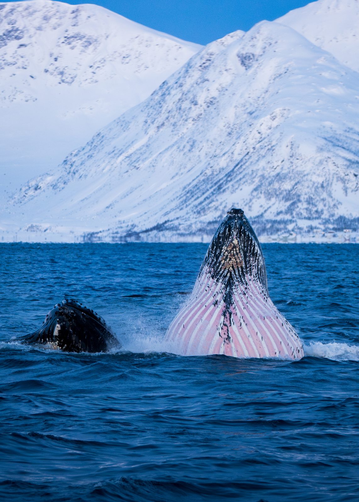 Humpback whale's tail against a snowy mountain backdrop