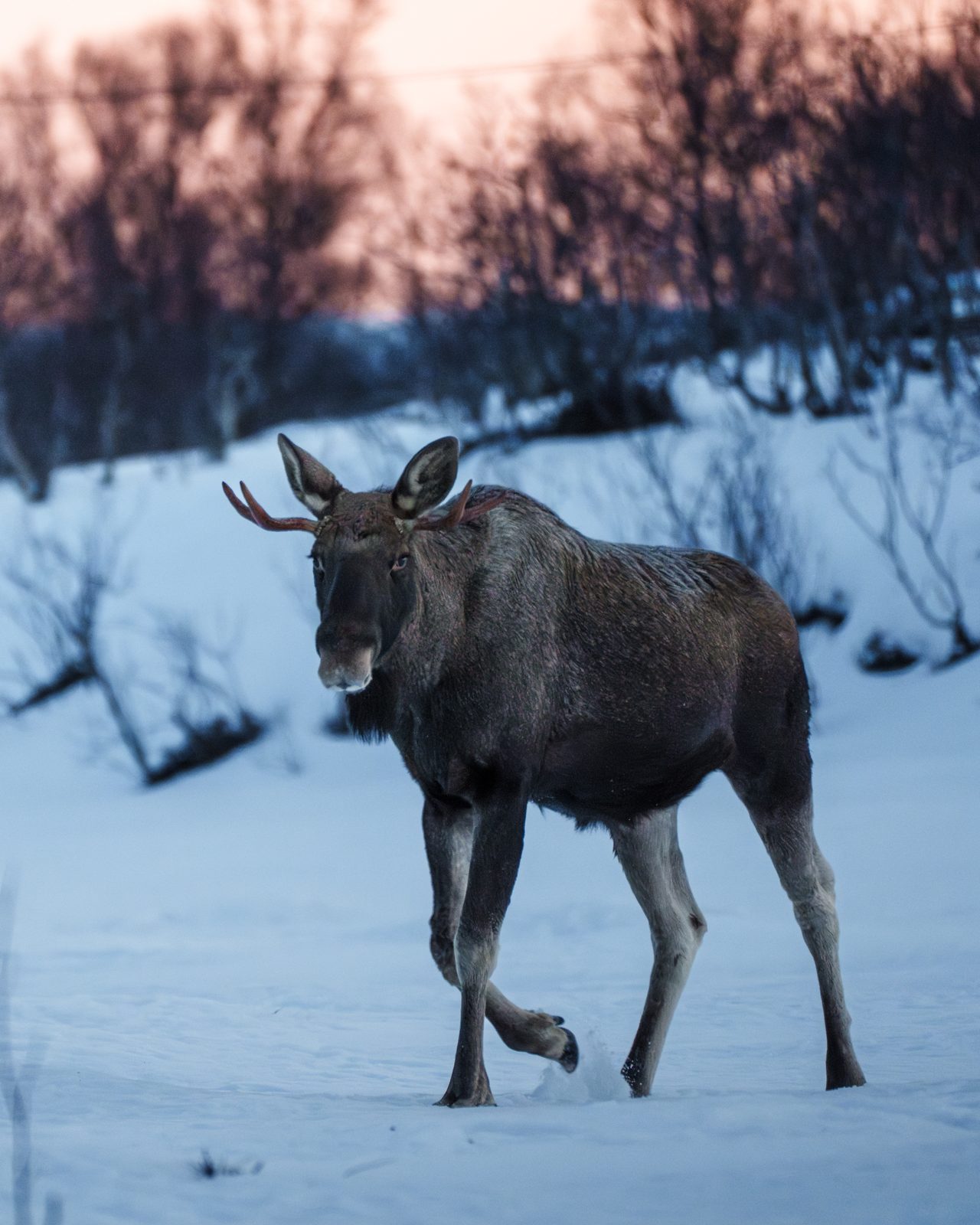 Moose walking through snow