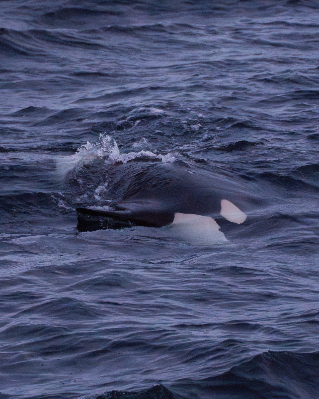 Orca fin breaking the water's surface