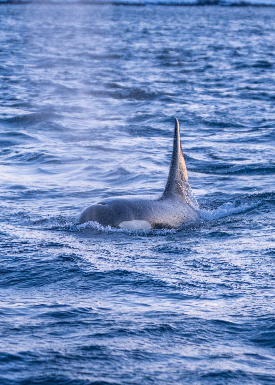 Orca surfacing with snowy mountains in the background