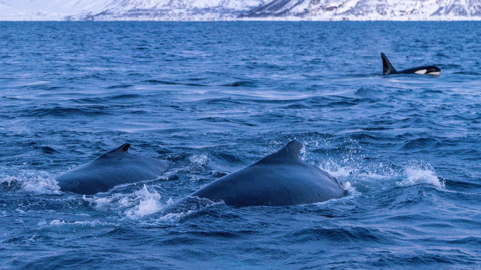 Two humpback whales at the surface, an orca fin visible behind them