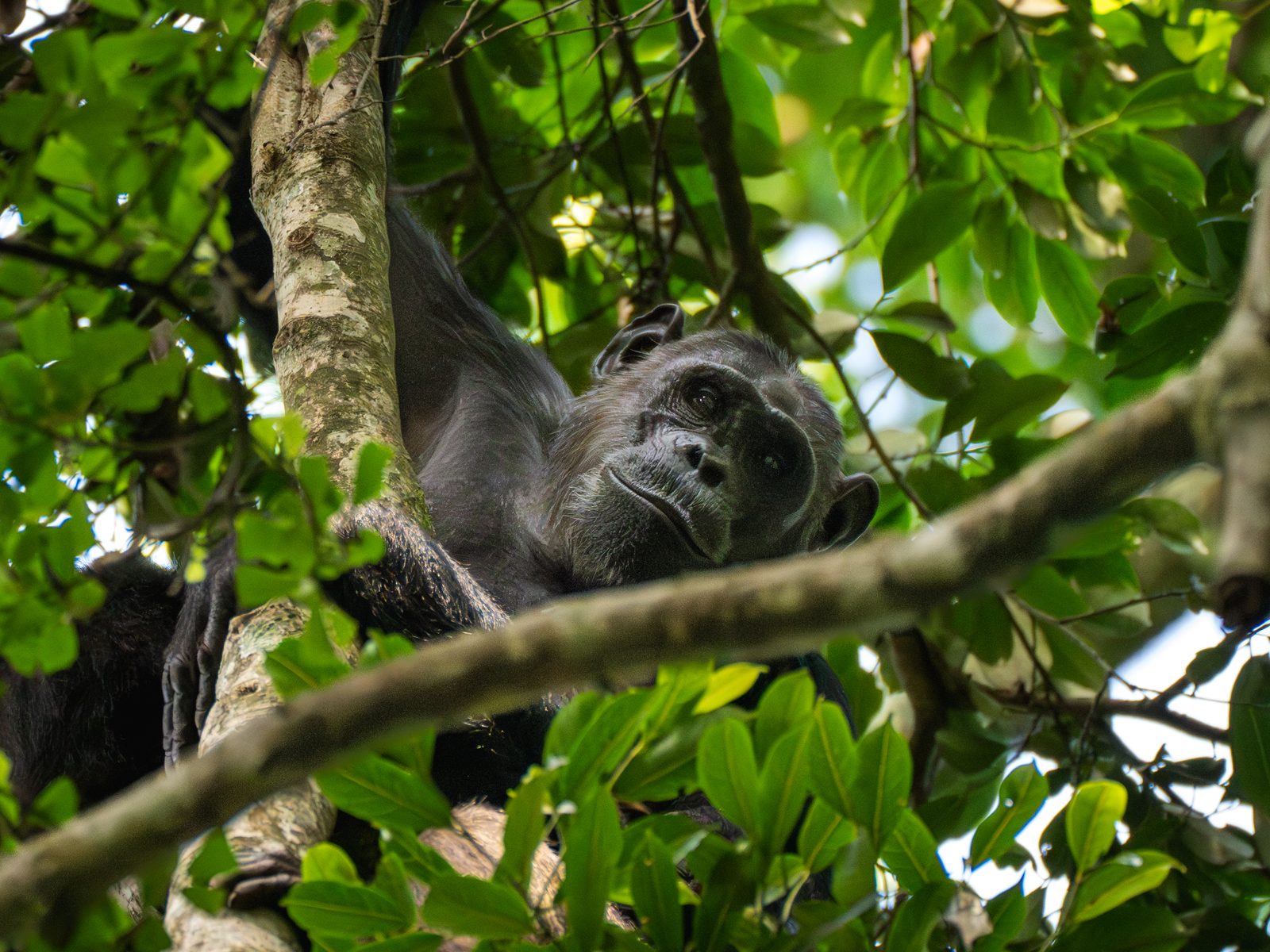 Chimpanzee in the forest canopy