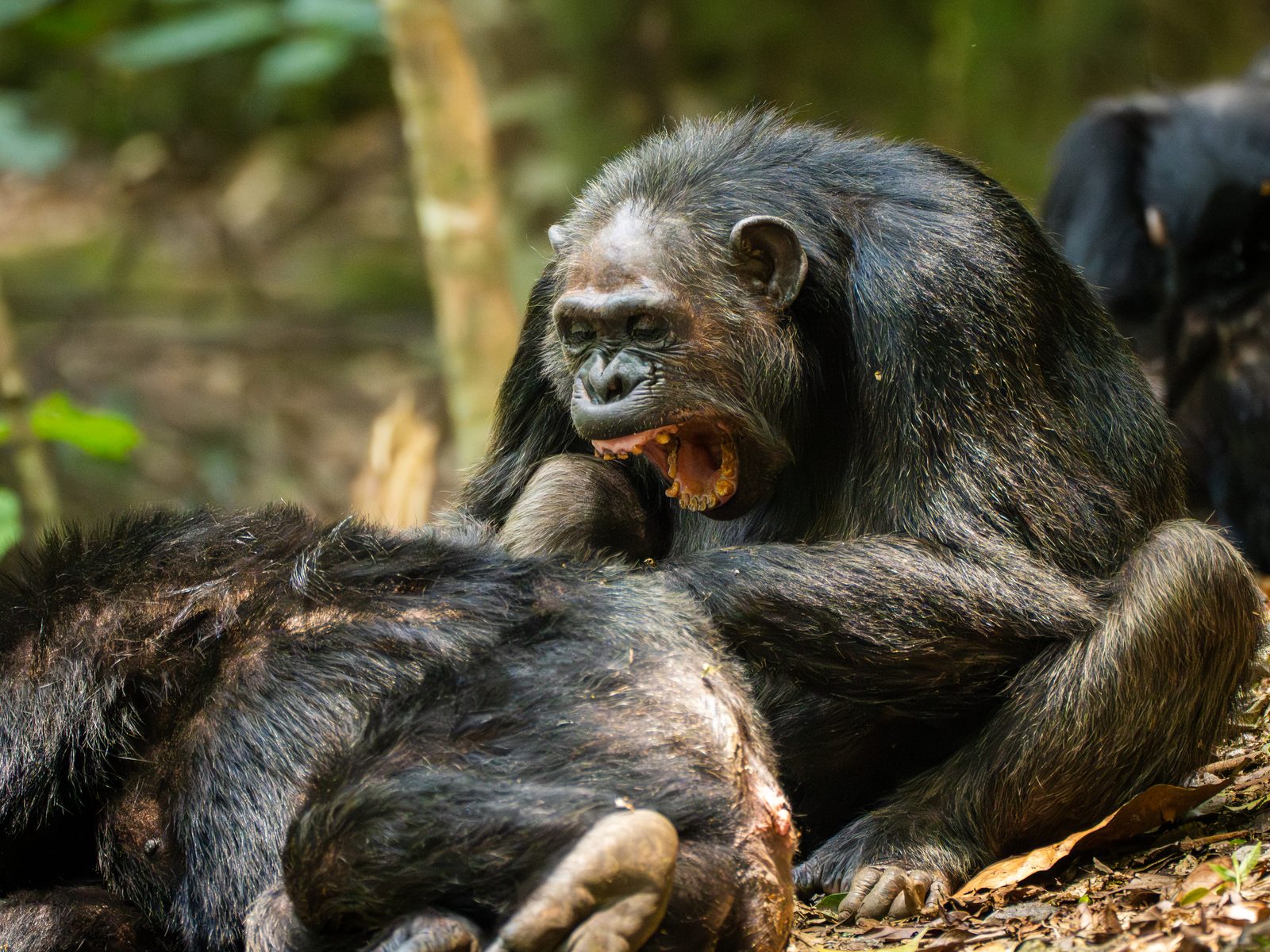 Two chimpanzees, one grooming the other