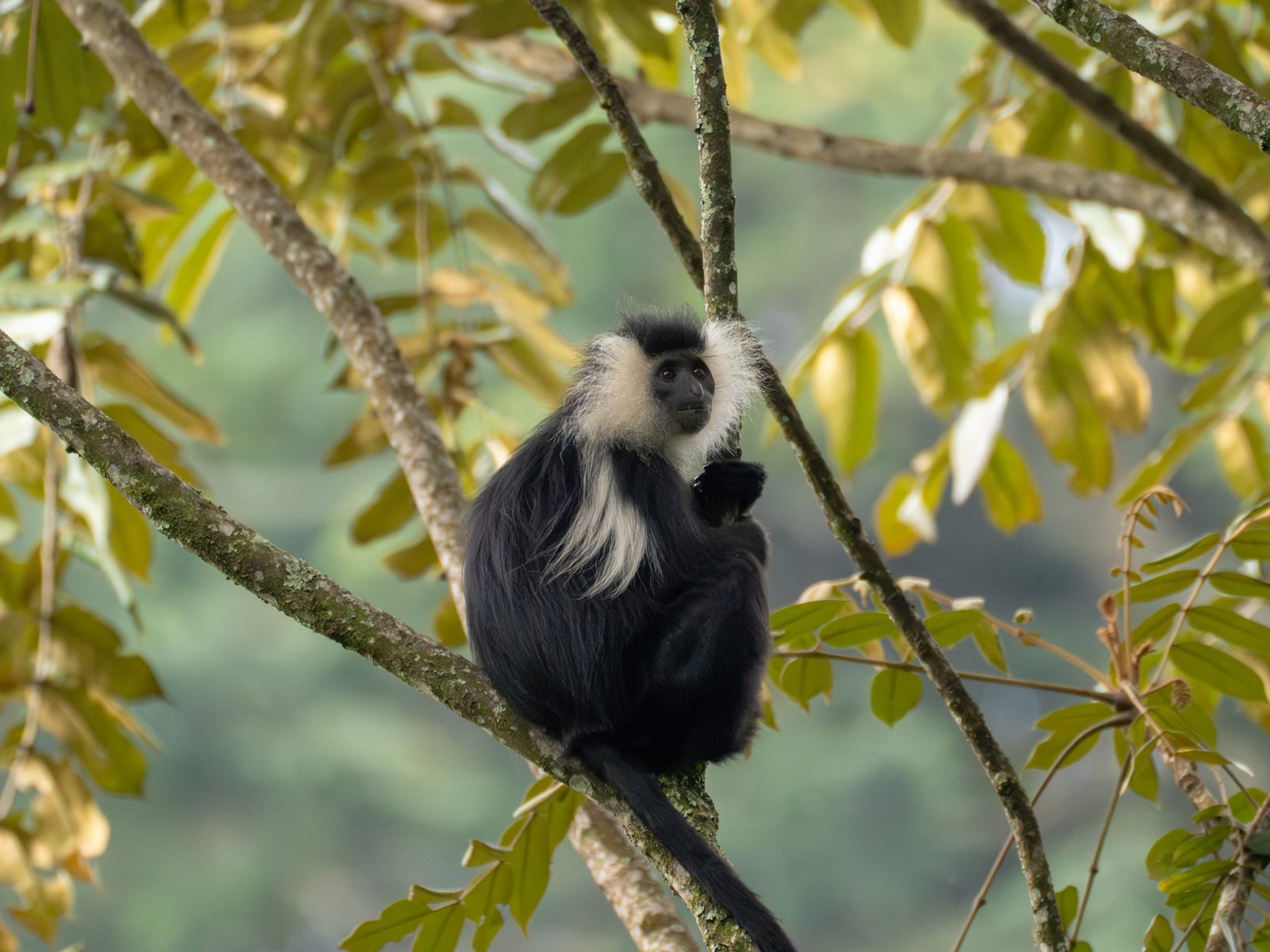 Black-and-white colobus monkey on a branch