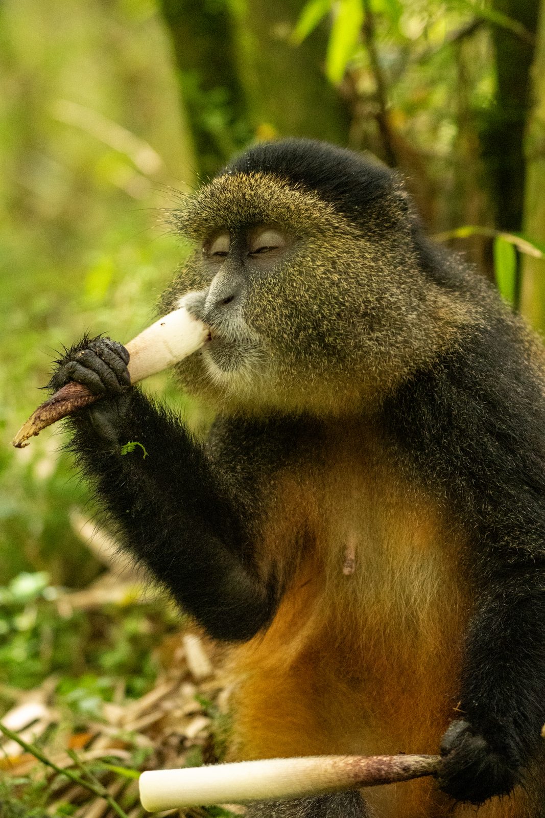 Golden monkey eating, sitting in vegetation