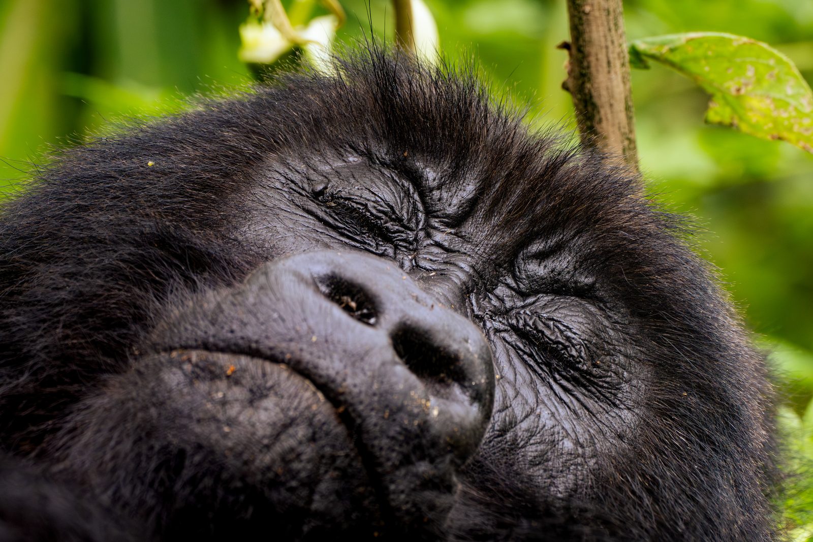 Mountain gorilla, close portrait, chin resting on its hands