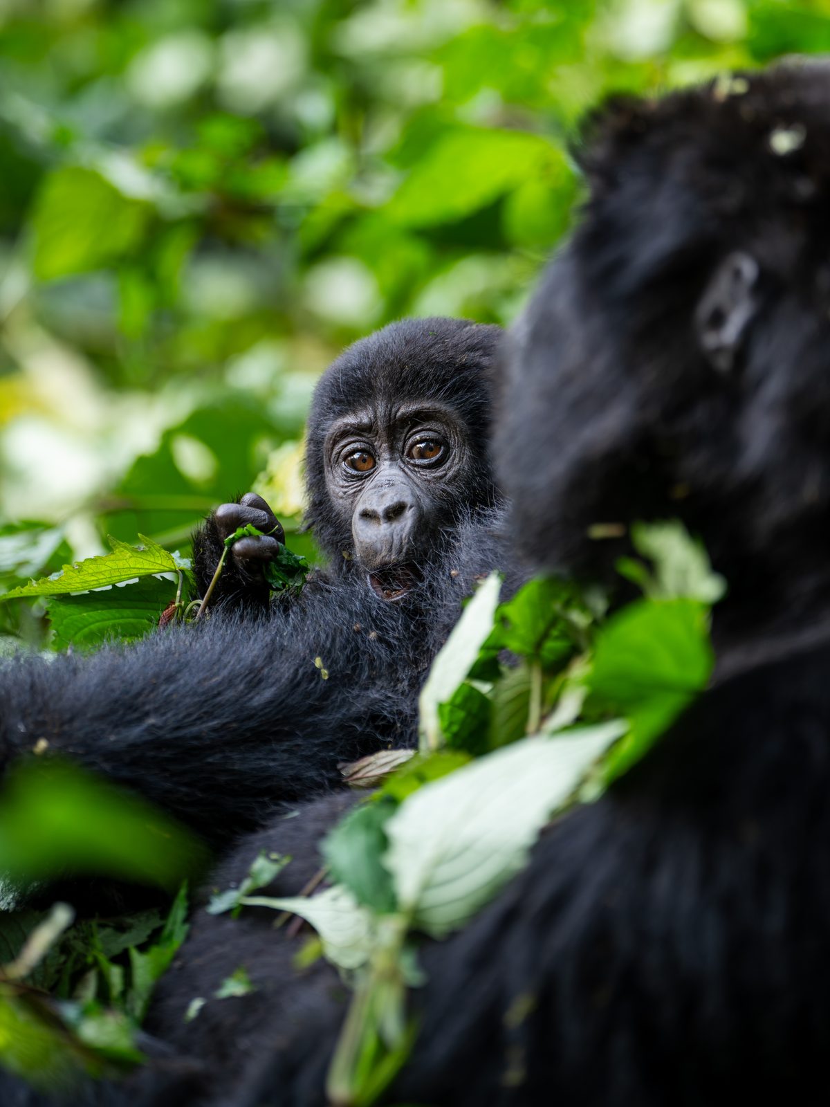 Mountain gorilla mother with infant in the foliage