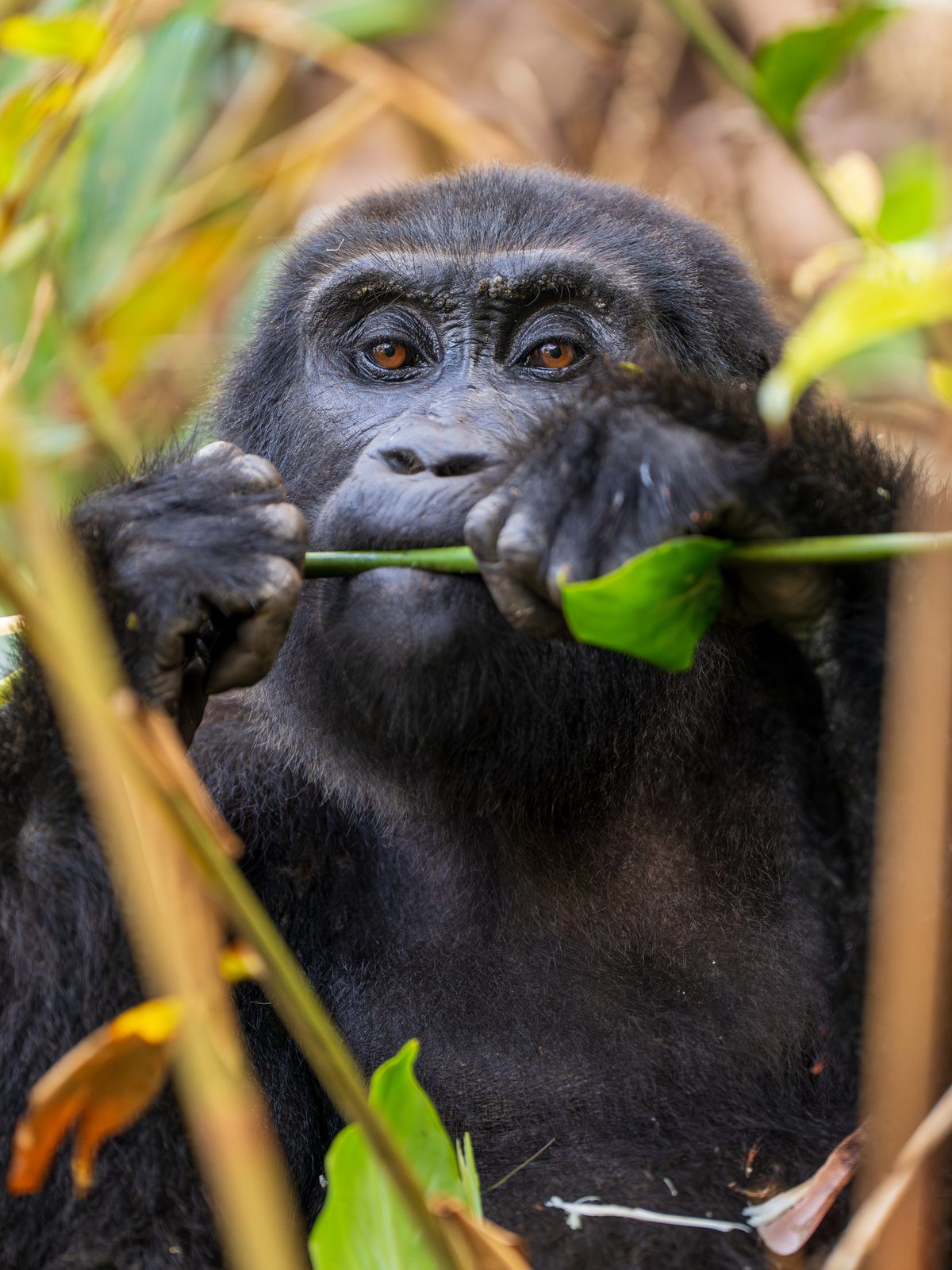 Mountain gorilla feeding on foliage