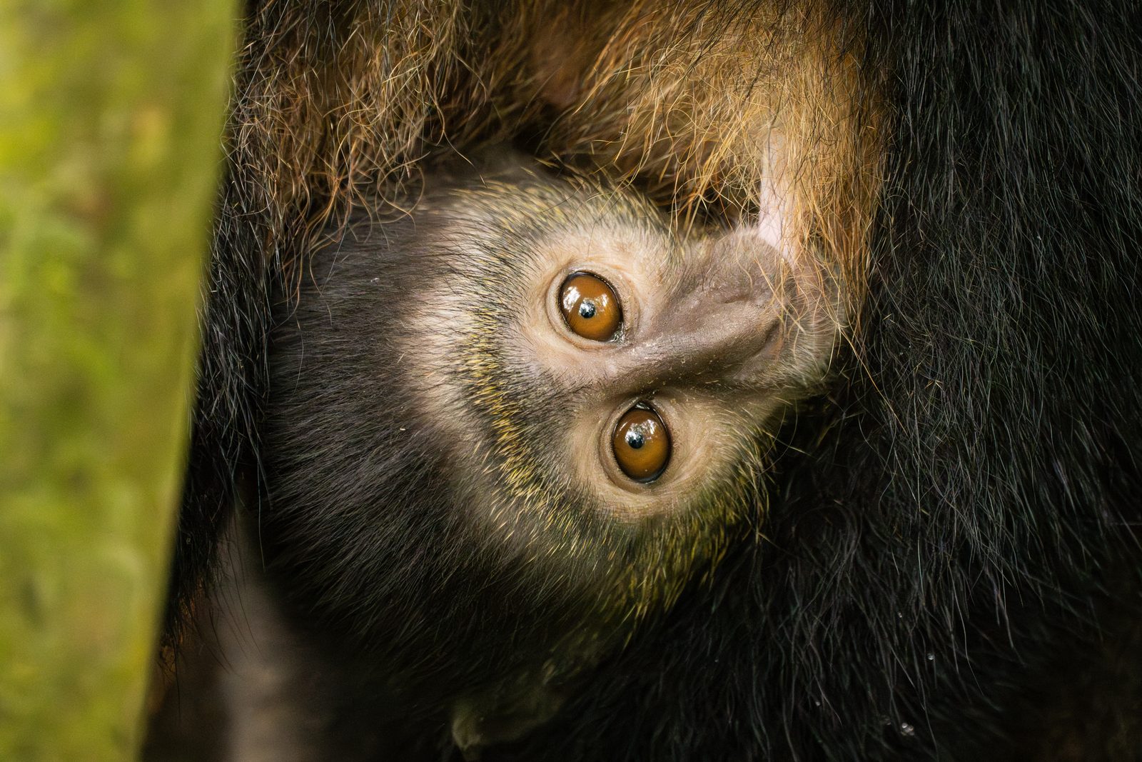 Mountain gorilla infant peeking through its mother's fur