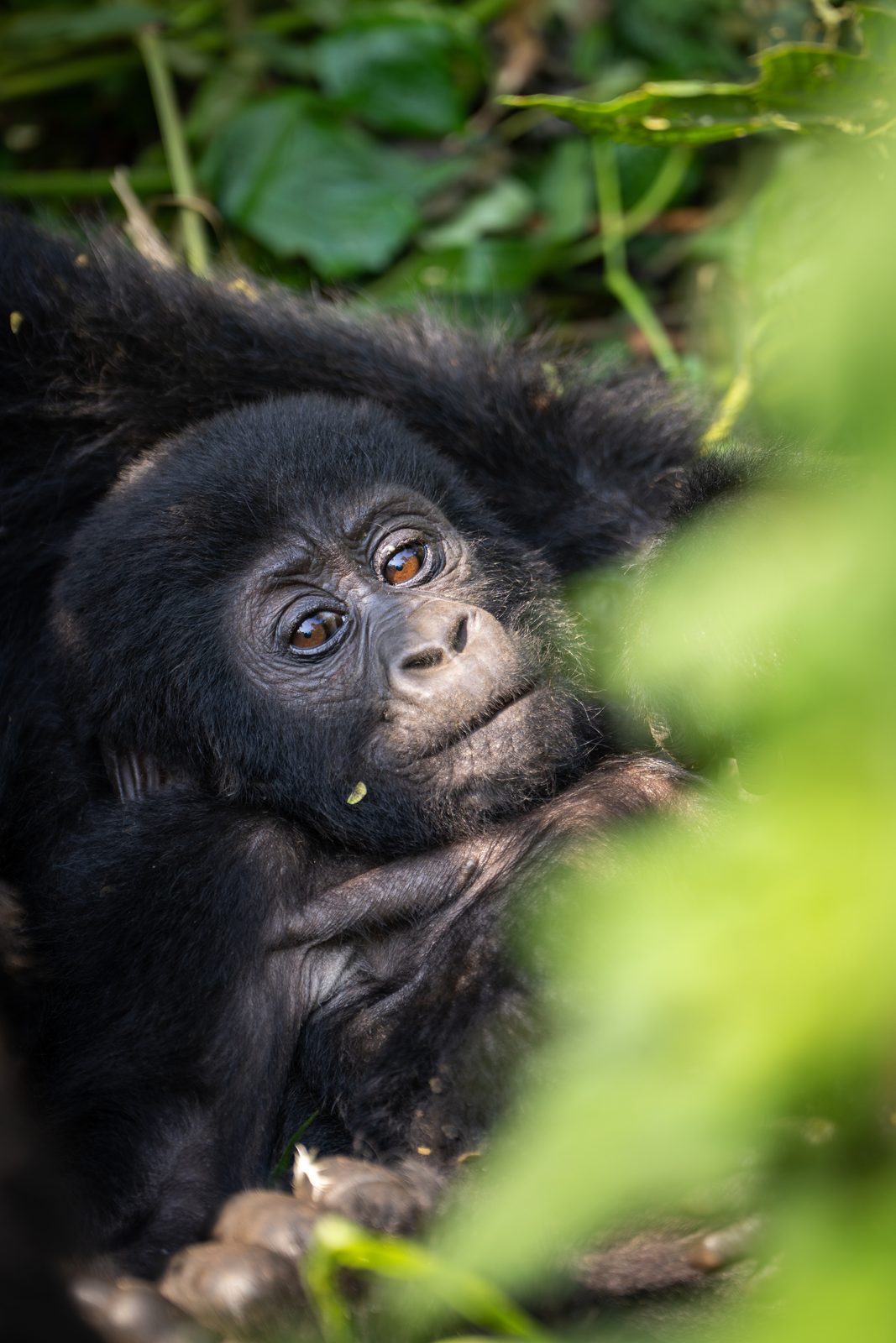 Young gorilla peering out from the undergrowth