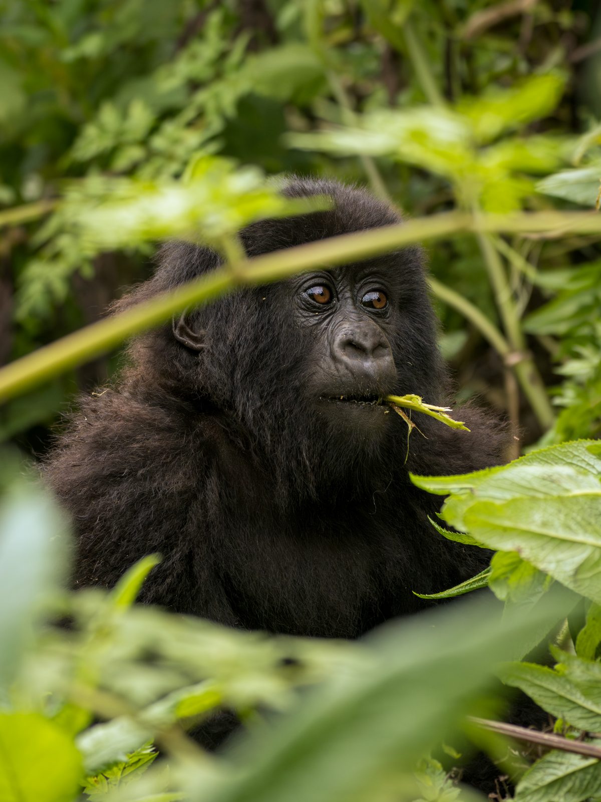 Juvenile mountain gorilla feeding, close up