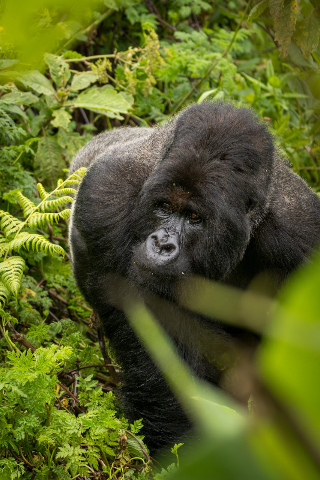 Mountain gorilla family group in the undergrowth