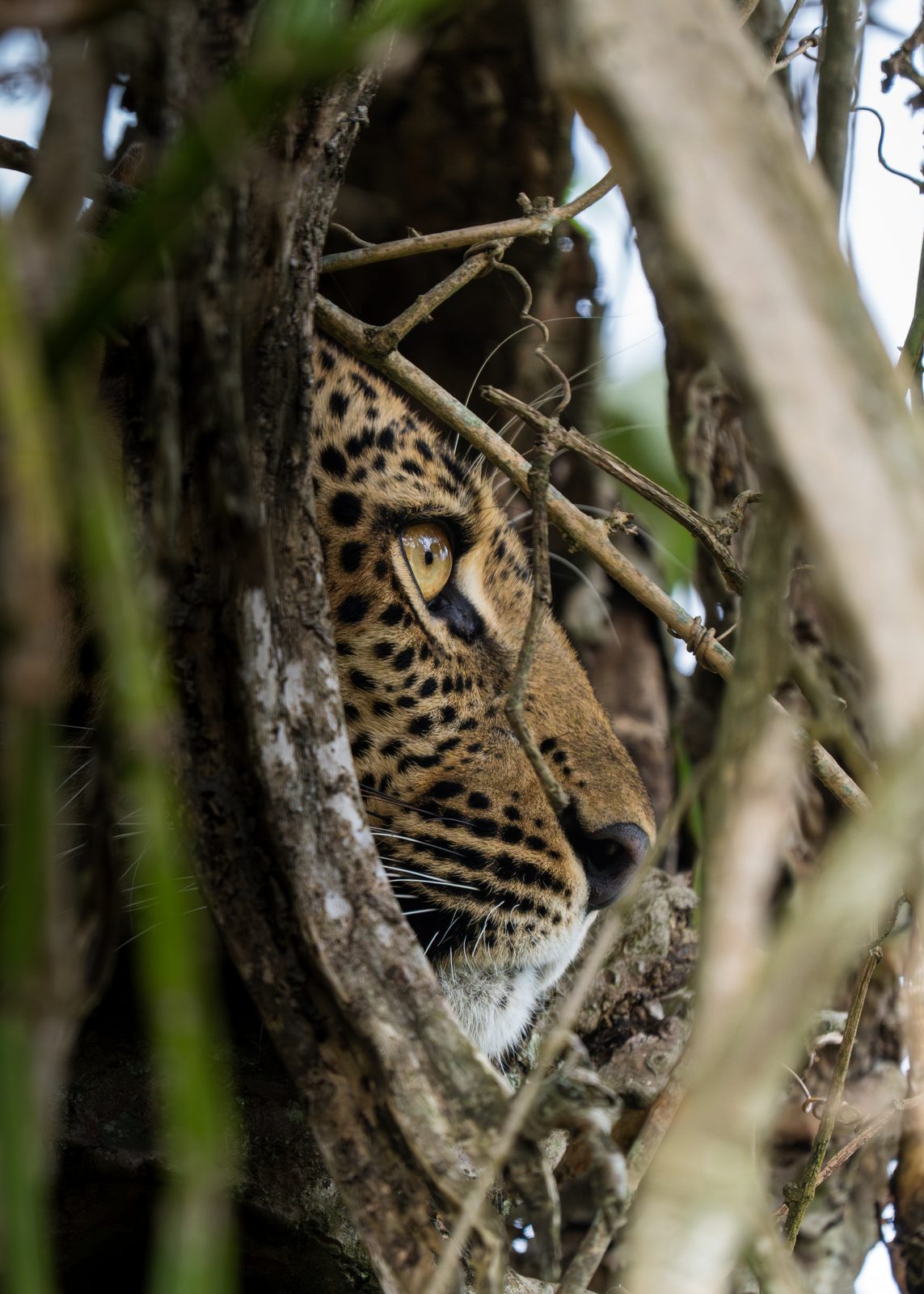 Leopard resting in the branches of a tree