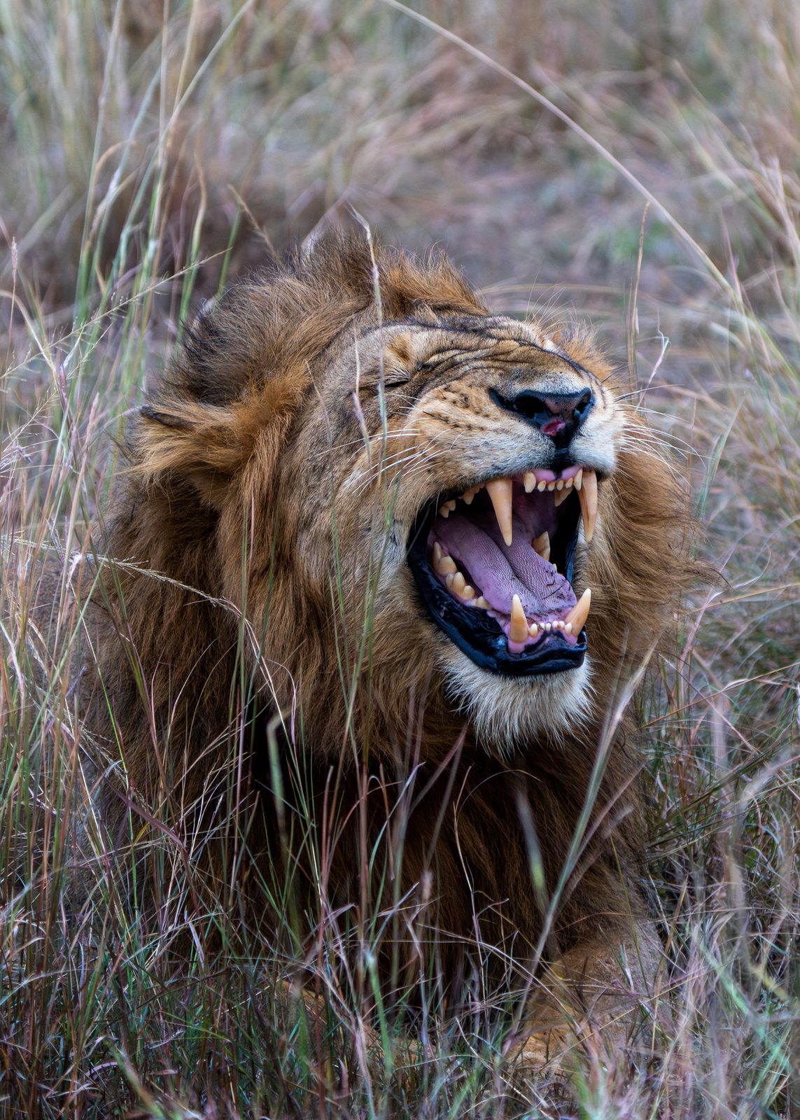 Lion roaring in the grass