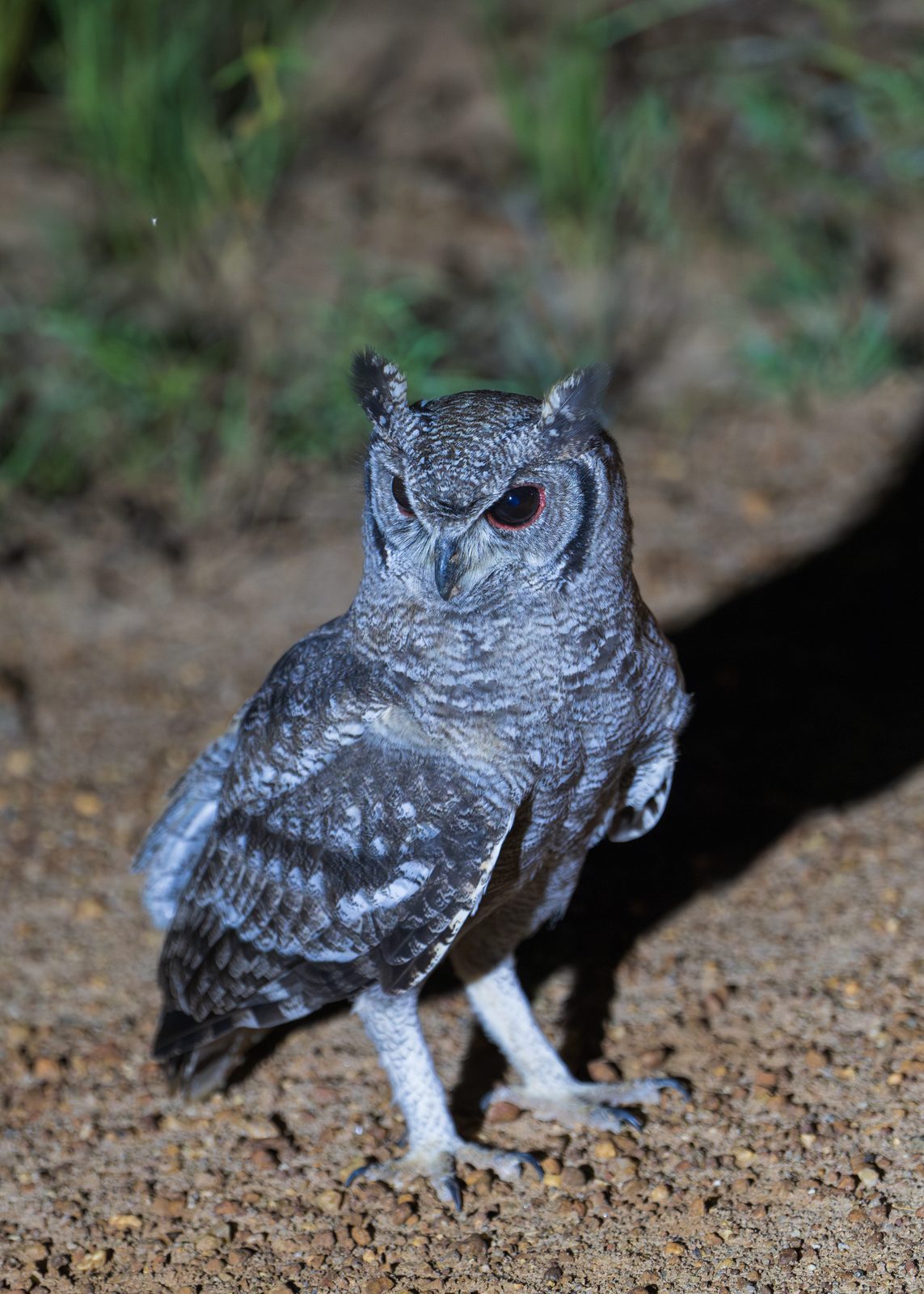 Owl resting on the ground
