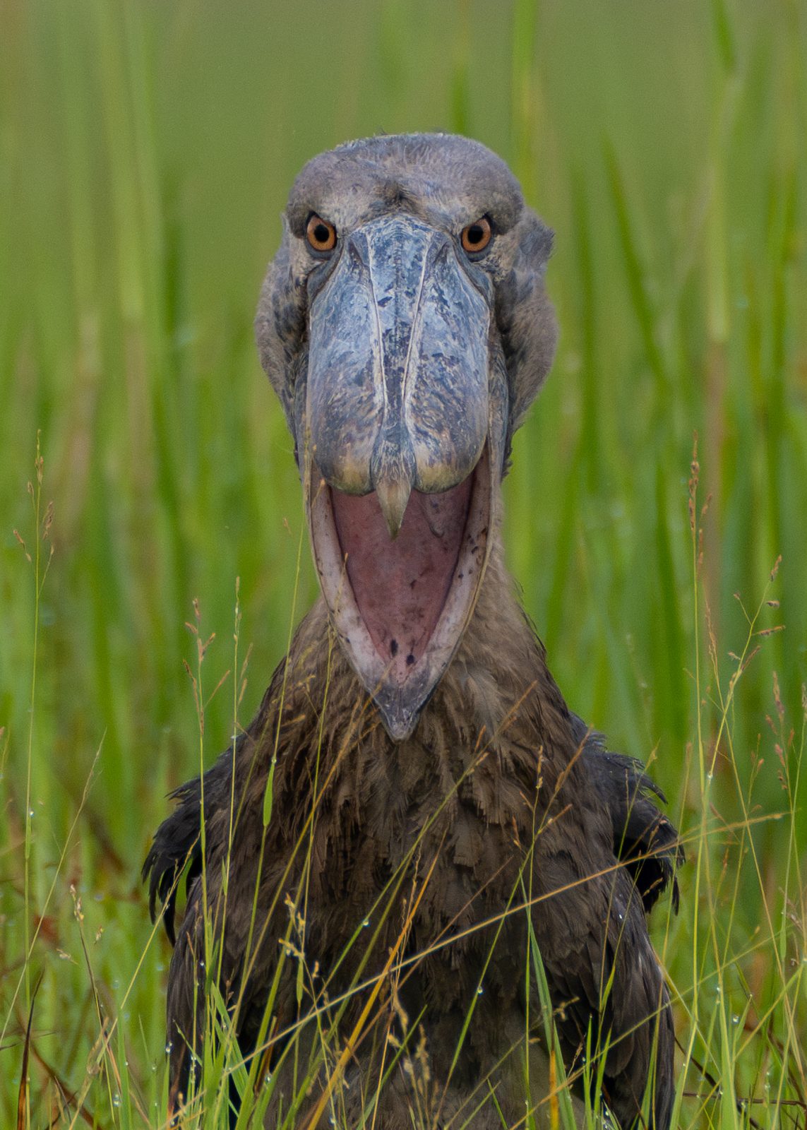 Shoebill stork calling, beak wide open, in tall grass