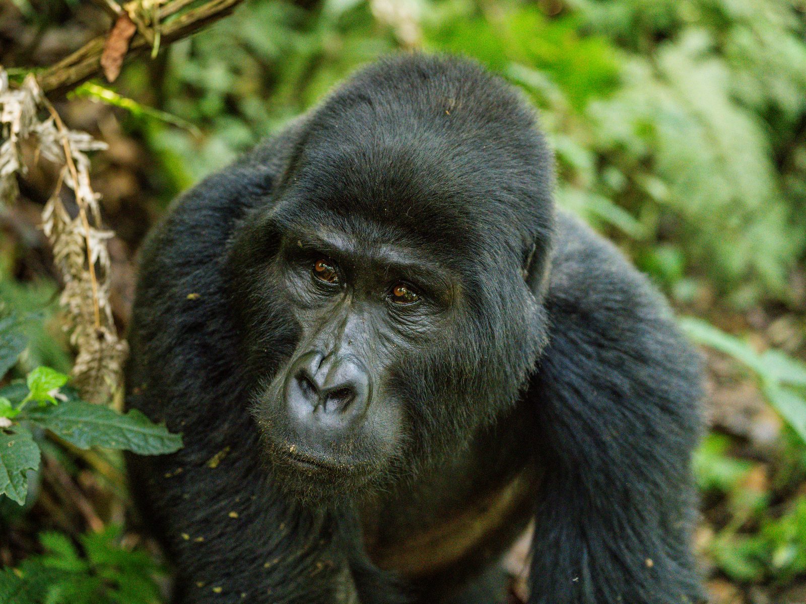 Silverback mountain gorilla, close portrait