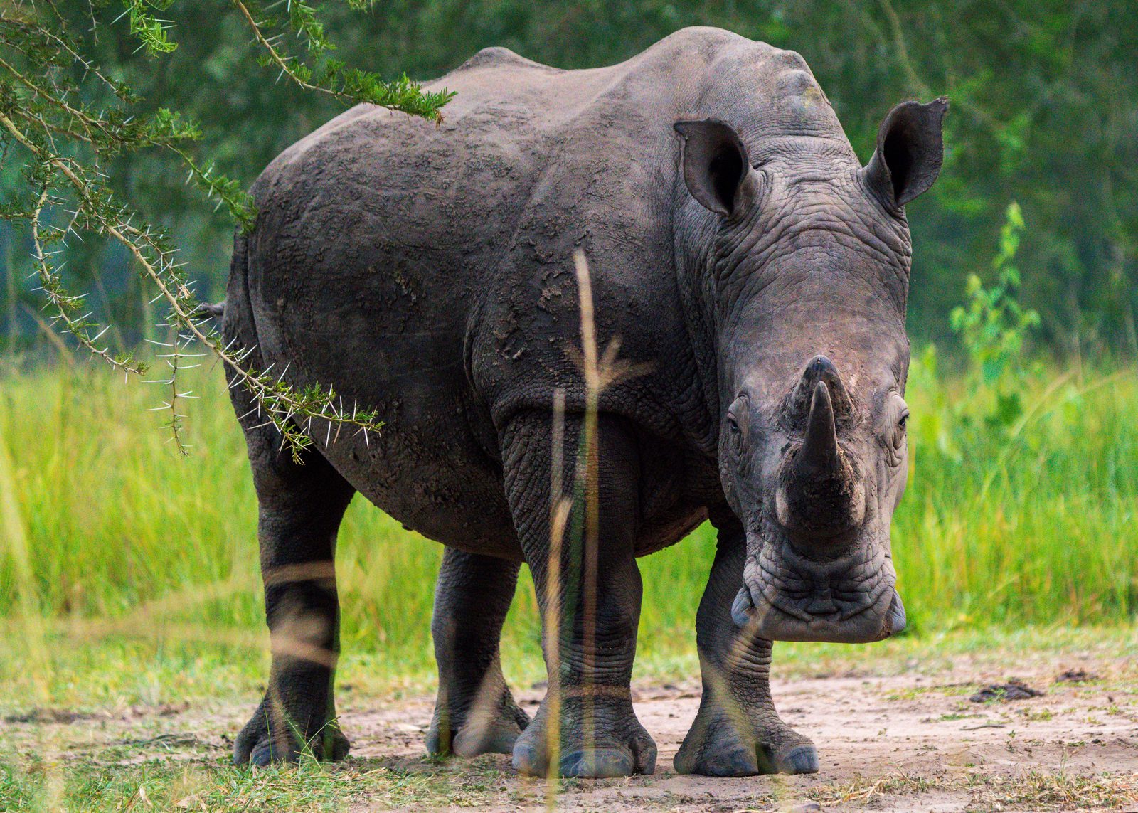 White rhino standing in the open
