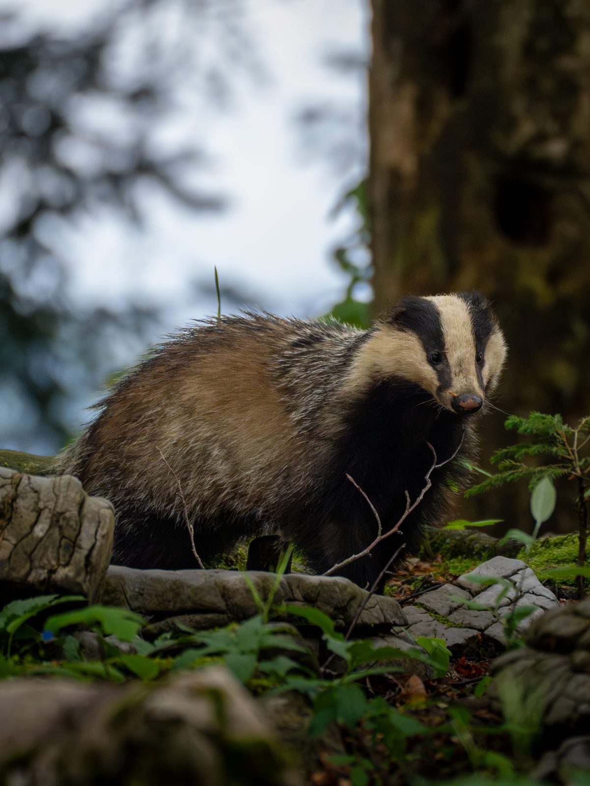 Badger on a rocky outcrop